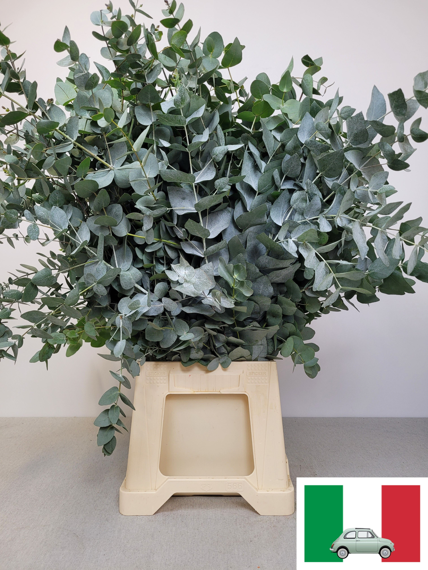 Эвкалипт Цинерея за пучок 70 (зел.), пуч.