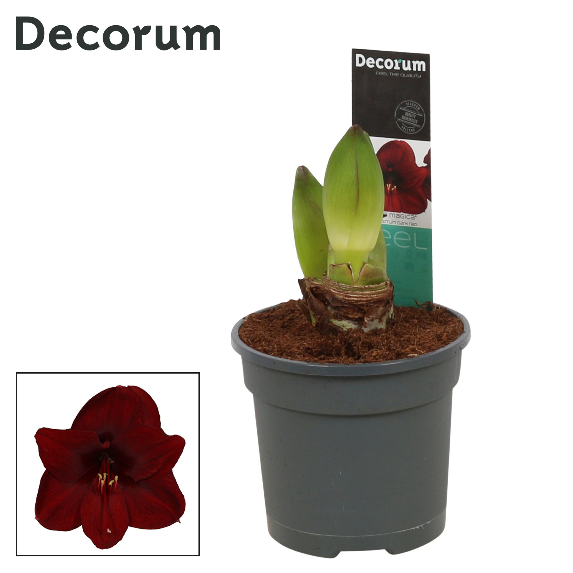 Amaryllis Dark Red 2 Knop (Decorum), D 13 cm
