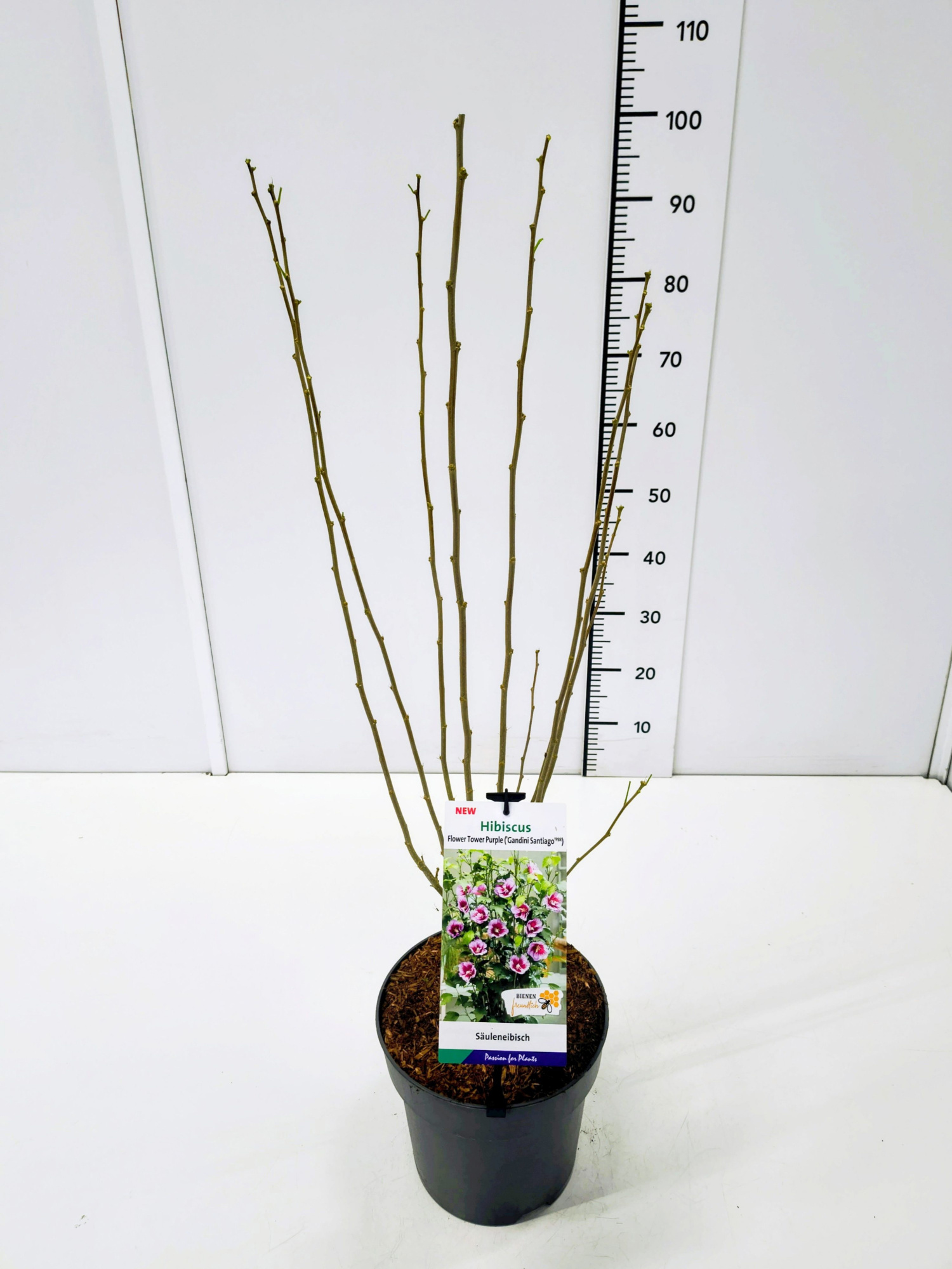 Hibiscus syr. 'Flower Tower Purple' 40-60C5, D 23