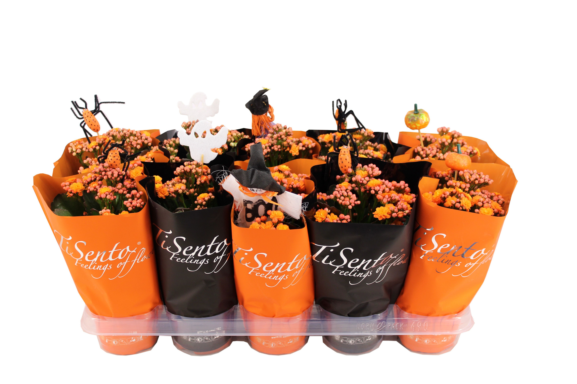 Calandiva 12 cm Oranje - Oranje/Zwart + Halloween Bijsteker, D 12 cm