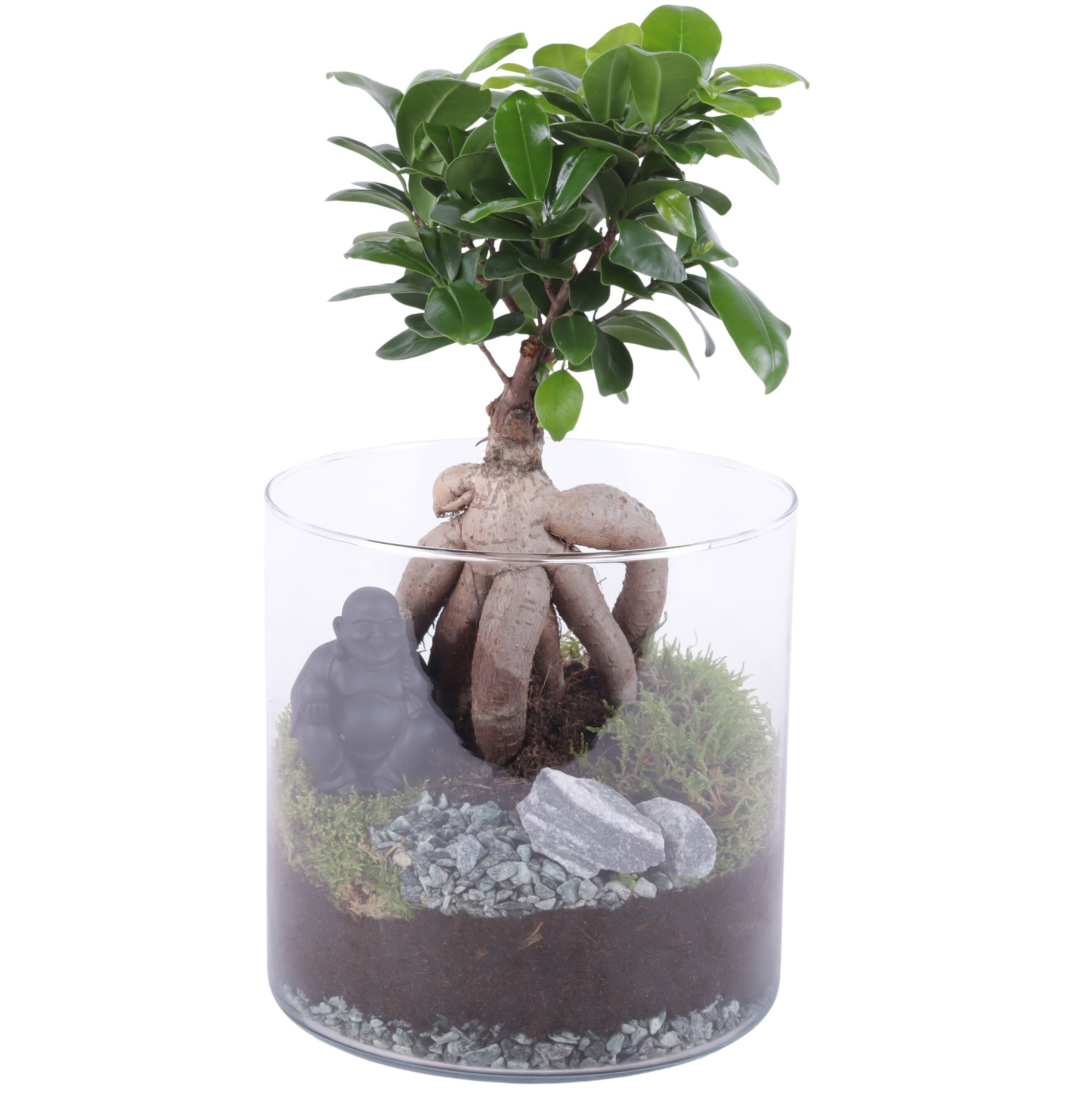 Ficus m. Ginseng Ø12cm in Glass Vase Cylinder Ø19cm, D 19