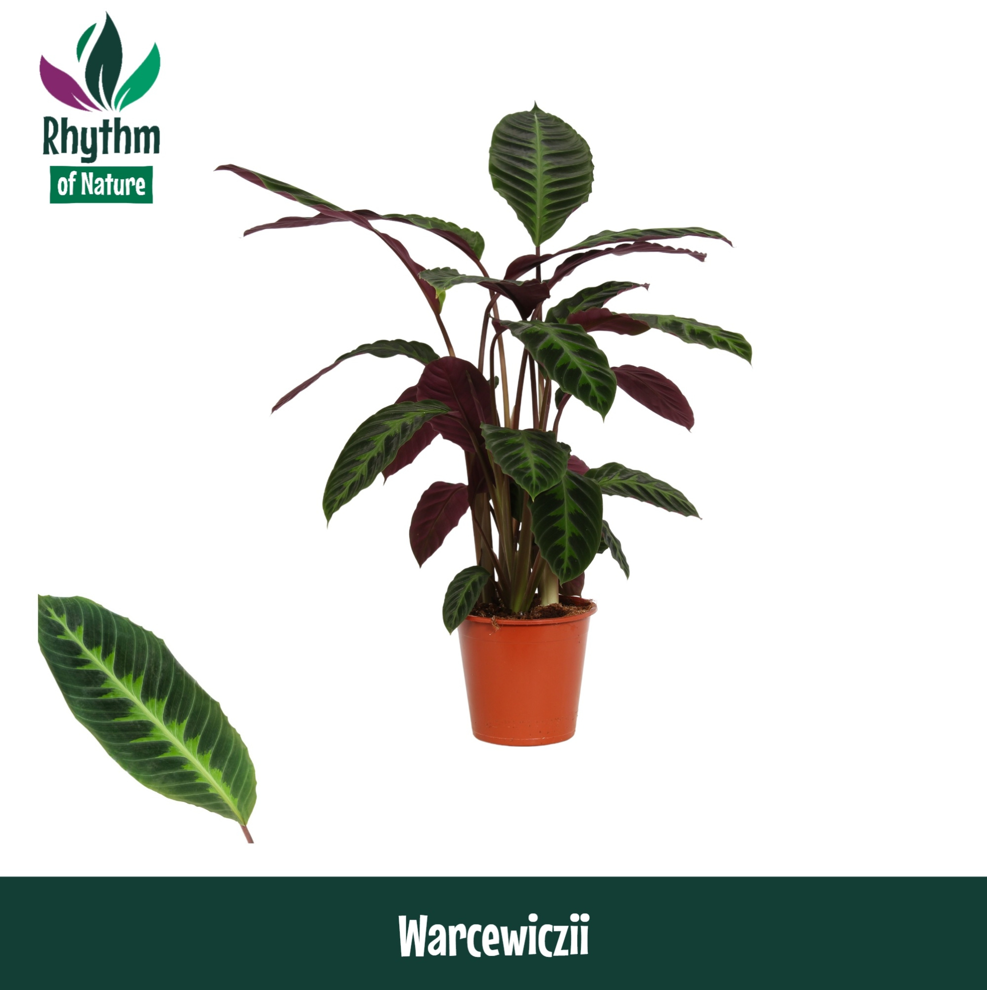 Calathea 19cm Warcewiczii - Rhythm of Nature, D 19