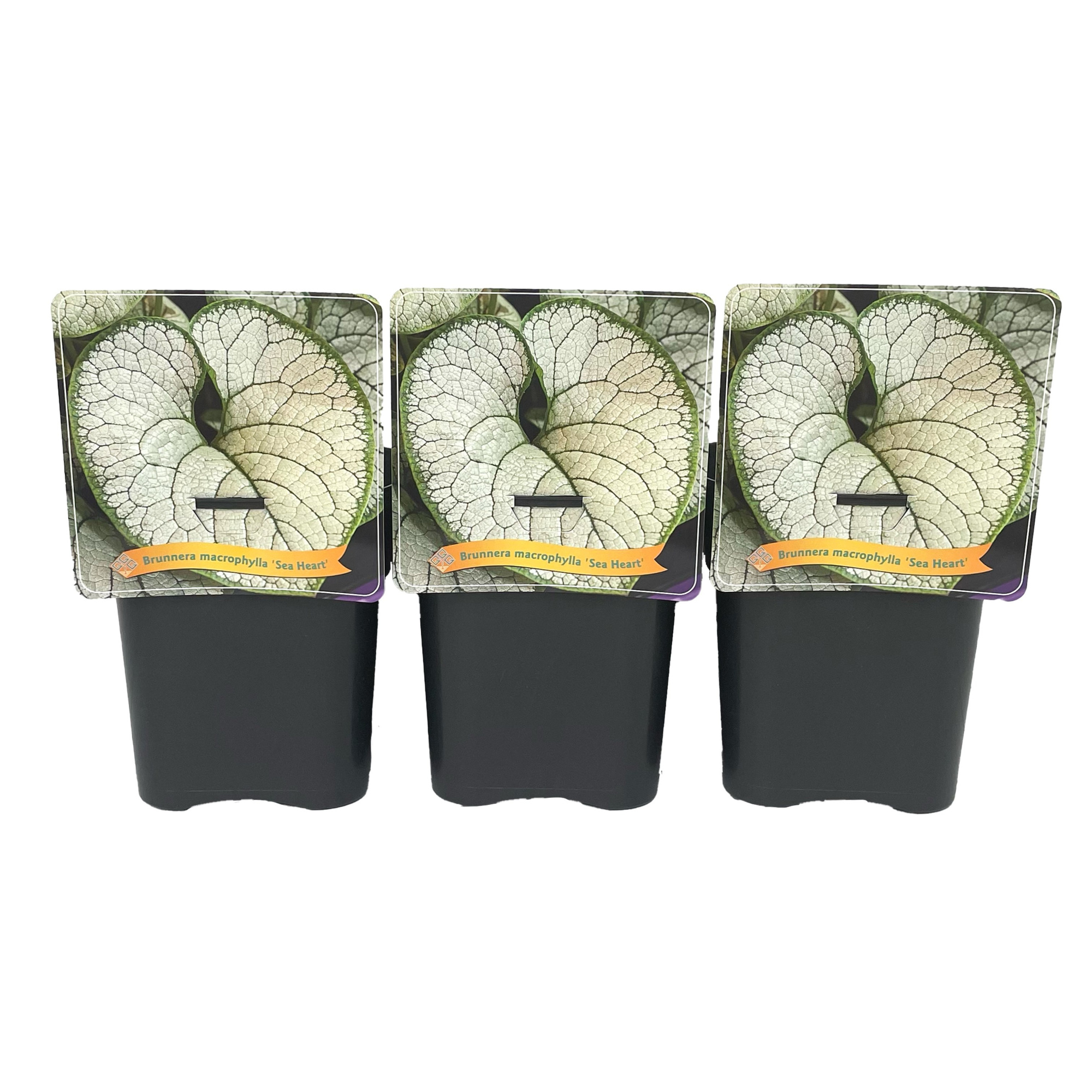 Brunnera macr. 'Sea Heart' C5, D 21 cm