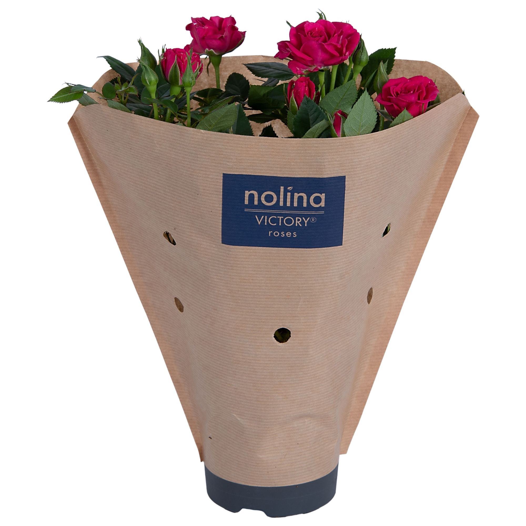 Nolina Roses Ø 10.5 cm Deep pink Paper sleeve, D 10,5 cm
