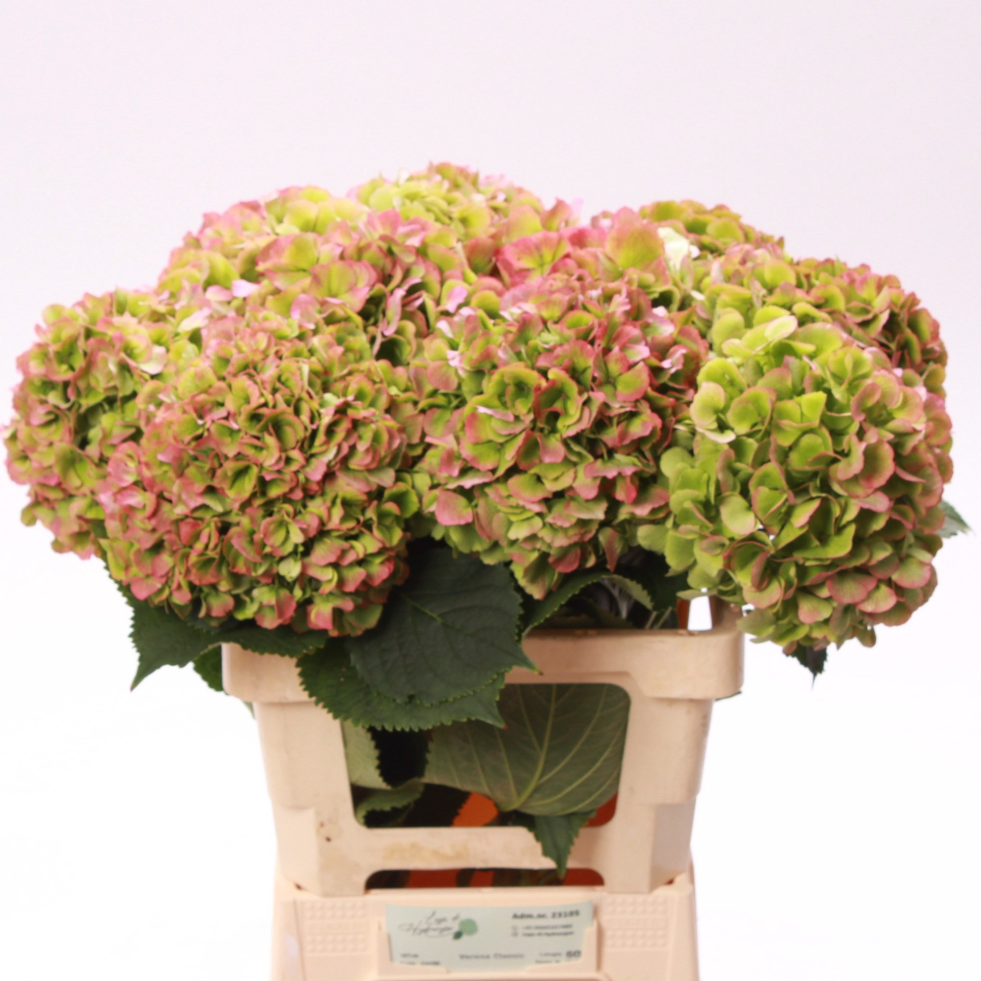 Гортензия Верена Классик 60, шт.