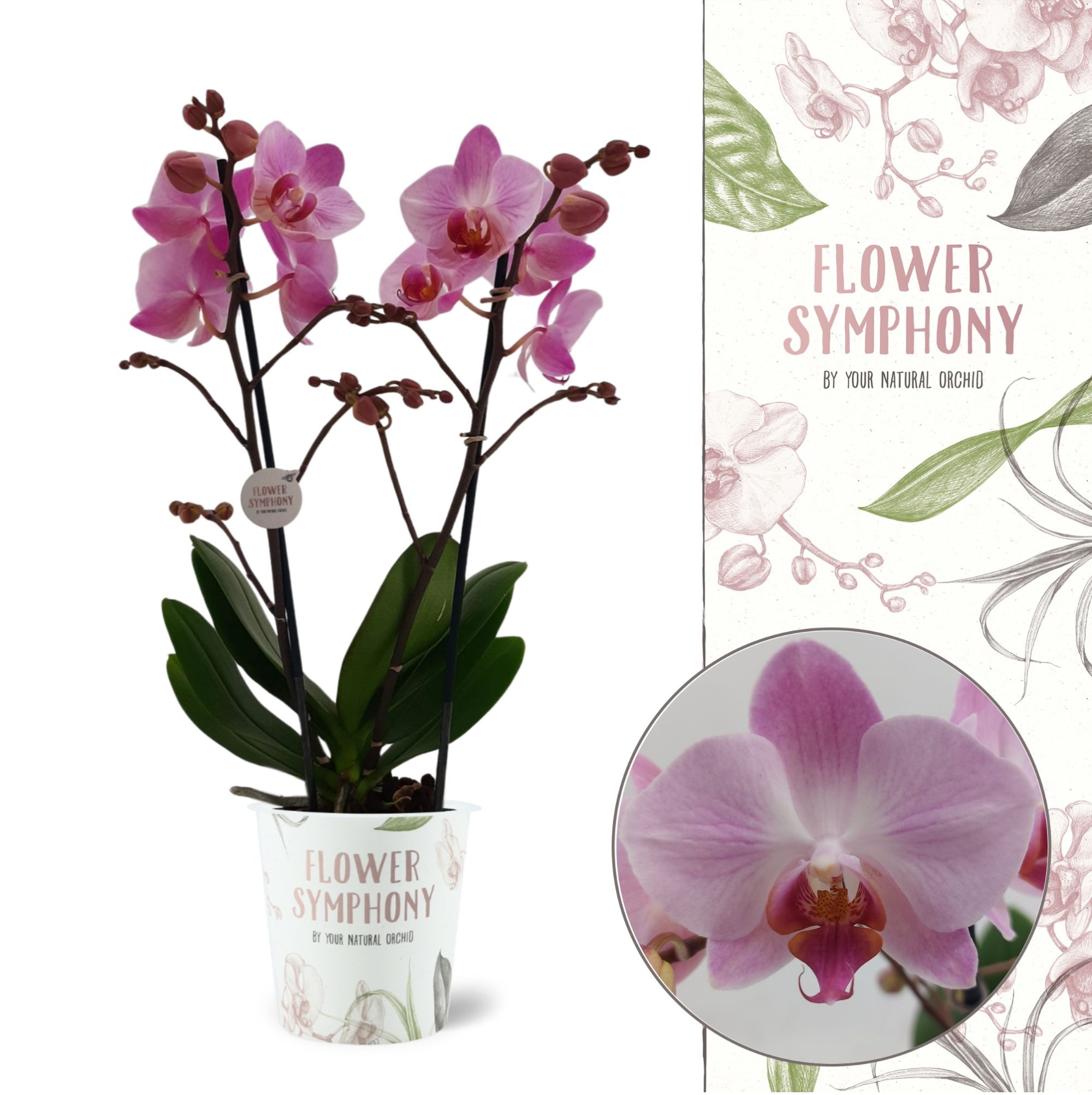 Flower Symphony | Antwerp | Phalaenopsis 2 spike, D 12 cm