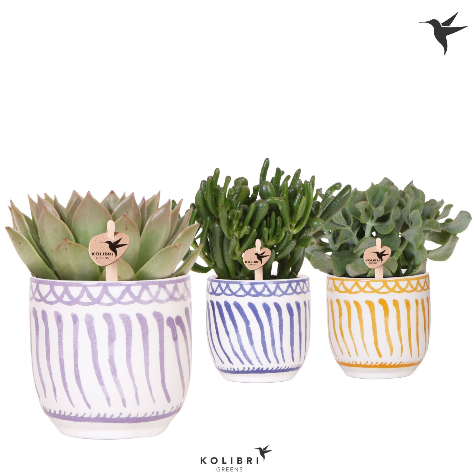 Kolibri Greens Succulenten mix in Granada pot mix, D 12 cm