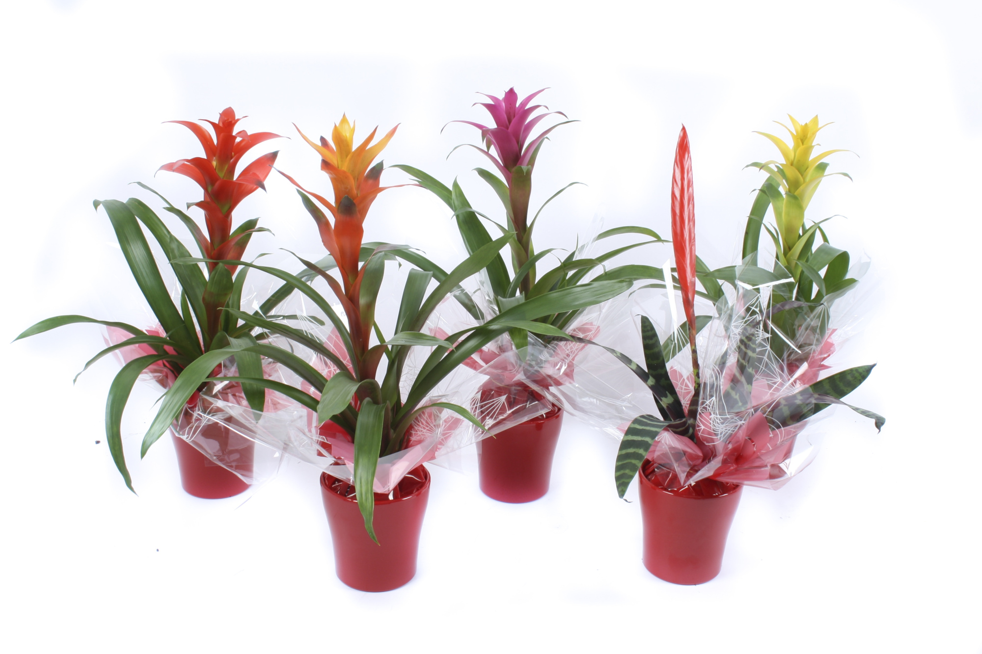 Bromelia Mix in rood keramiek + sierflap, D 13 cm
