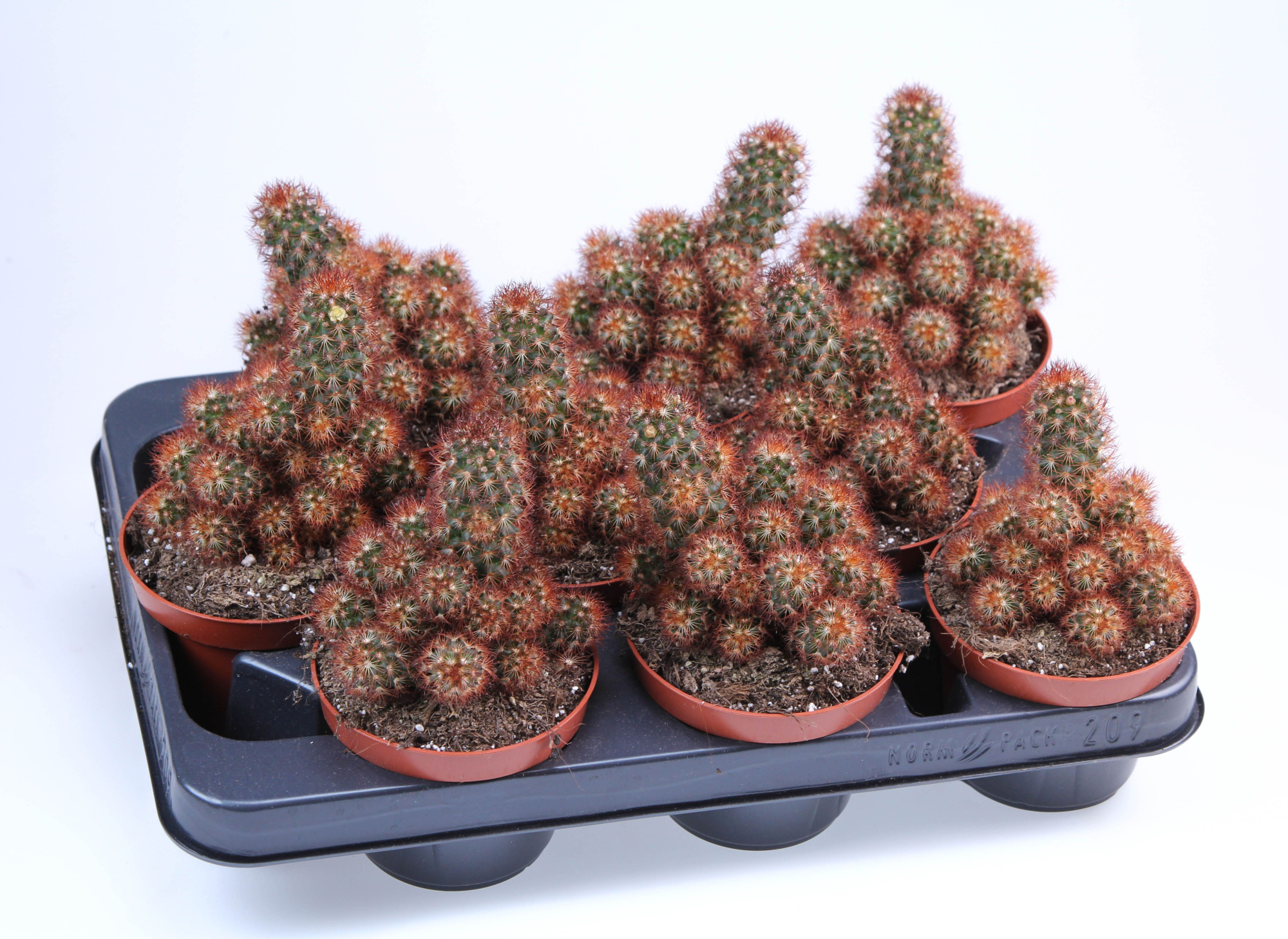 Mammillaria elongata rood, D 10,5