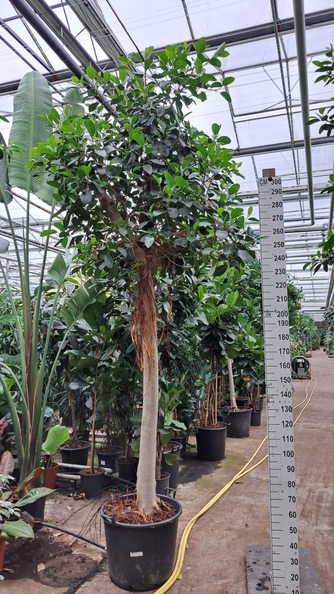 Ficus rubiginosa Australis stam 400, D 65 cm