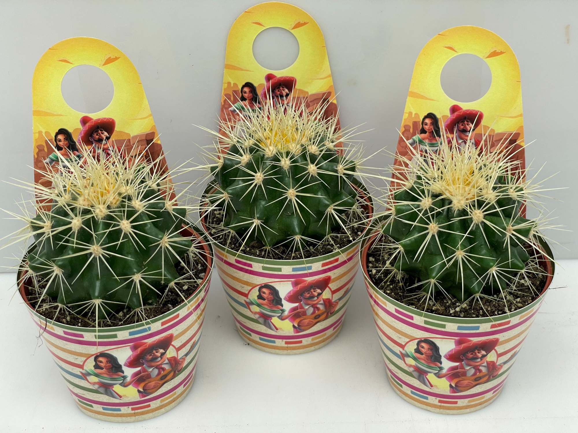 386 mexico carry cover Grusonii 8,5 cm, D 8,5 cm