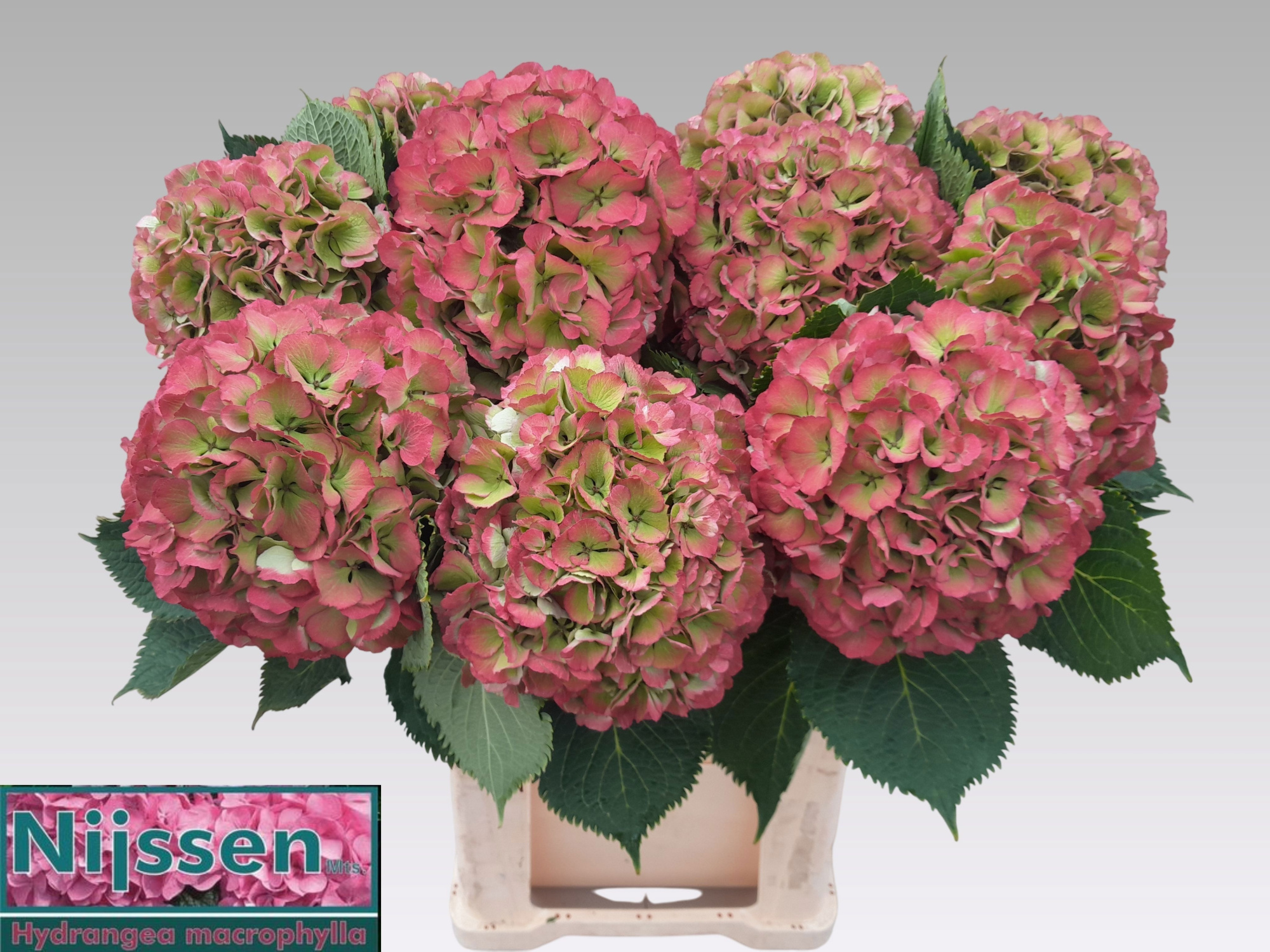 Гортензия Элбтал Классик 80, шт.