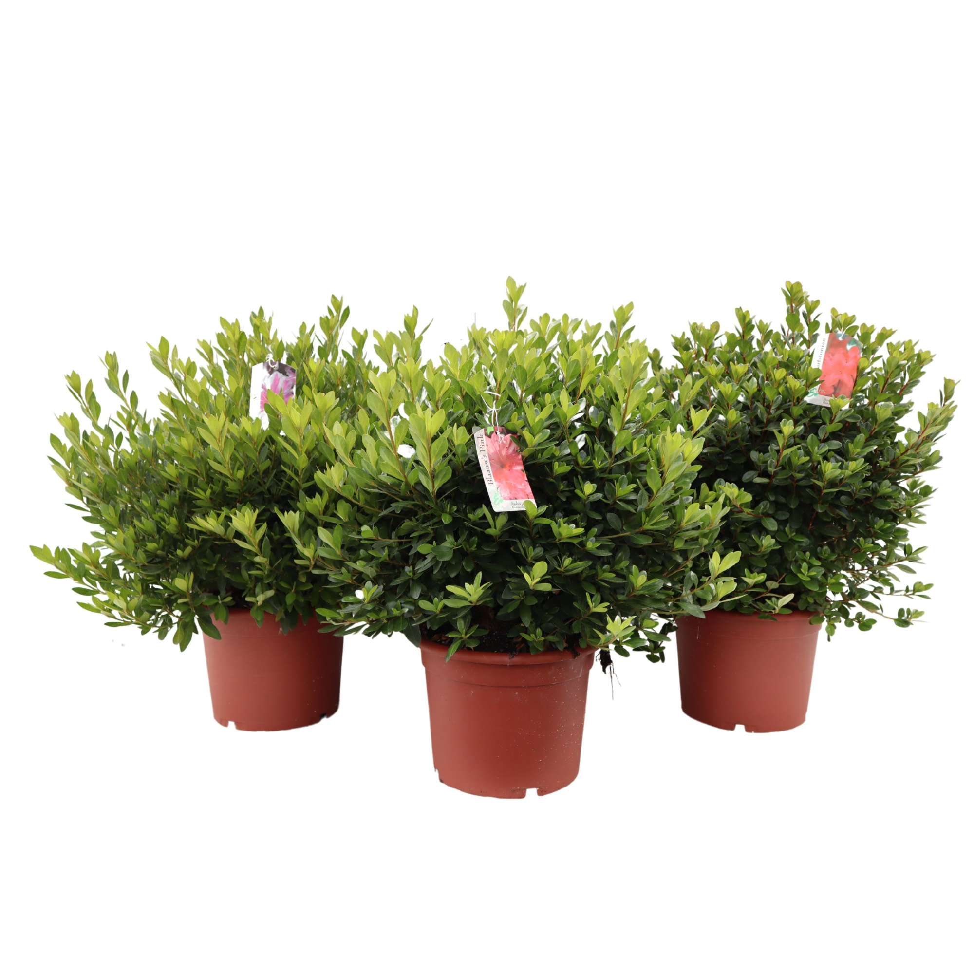 Azalea Japonica 55/P26 'Mix', D 26 cm