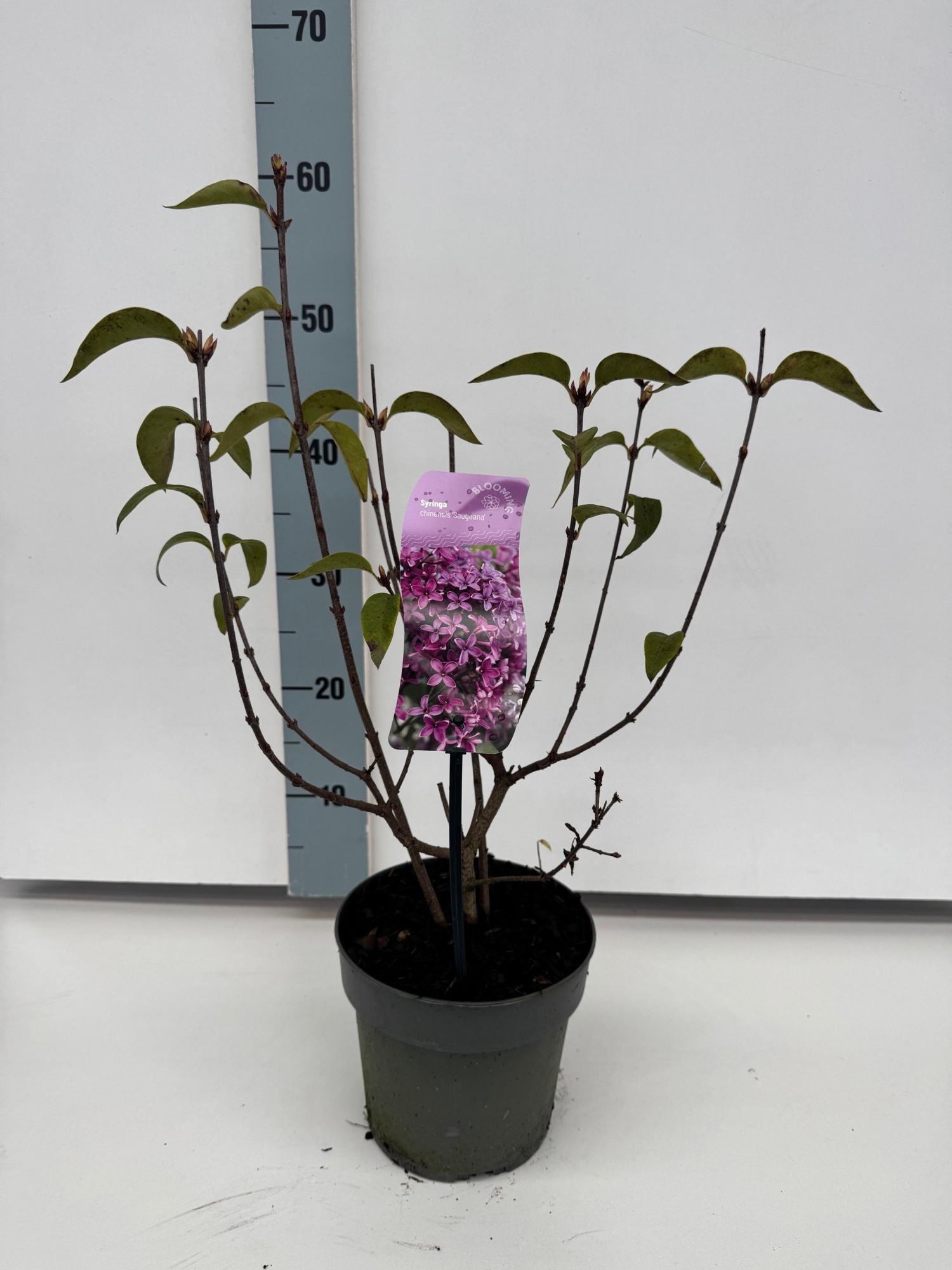 Syringa chinensis 'Saugeana', D 17