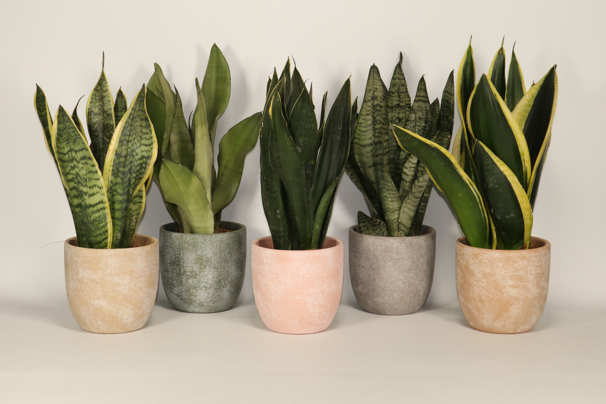 Sansevieria mix tough rough 5 kleuren, D 12