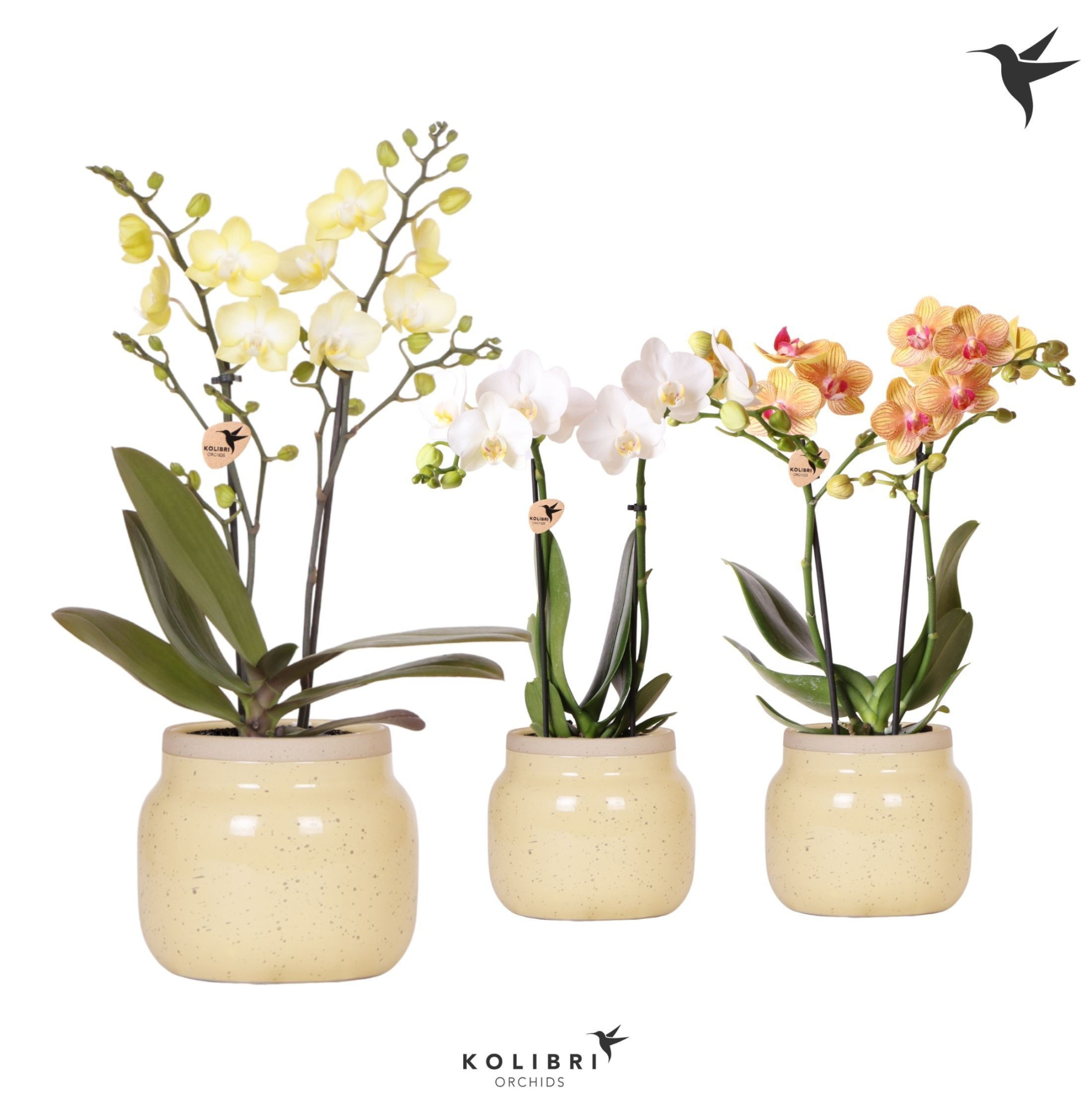 Kolibri Orchids Phalaenopsis mix 2 spike in Vintage Bowl khaki, D 9