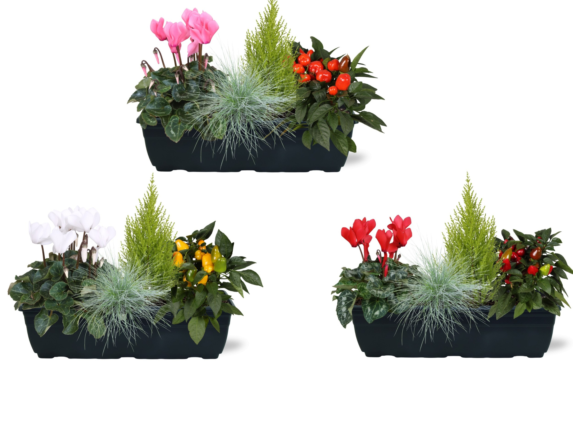 Arrangementen in duobak 40cm, D 40 cm