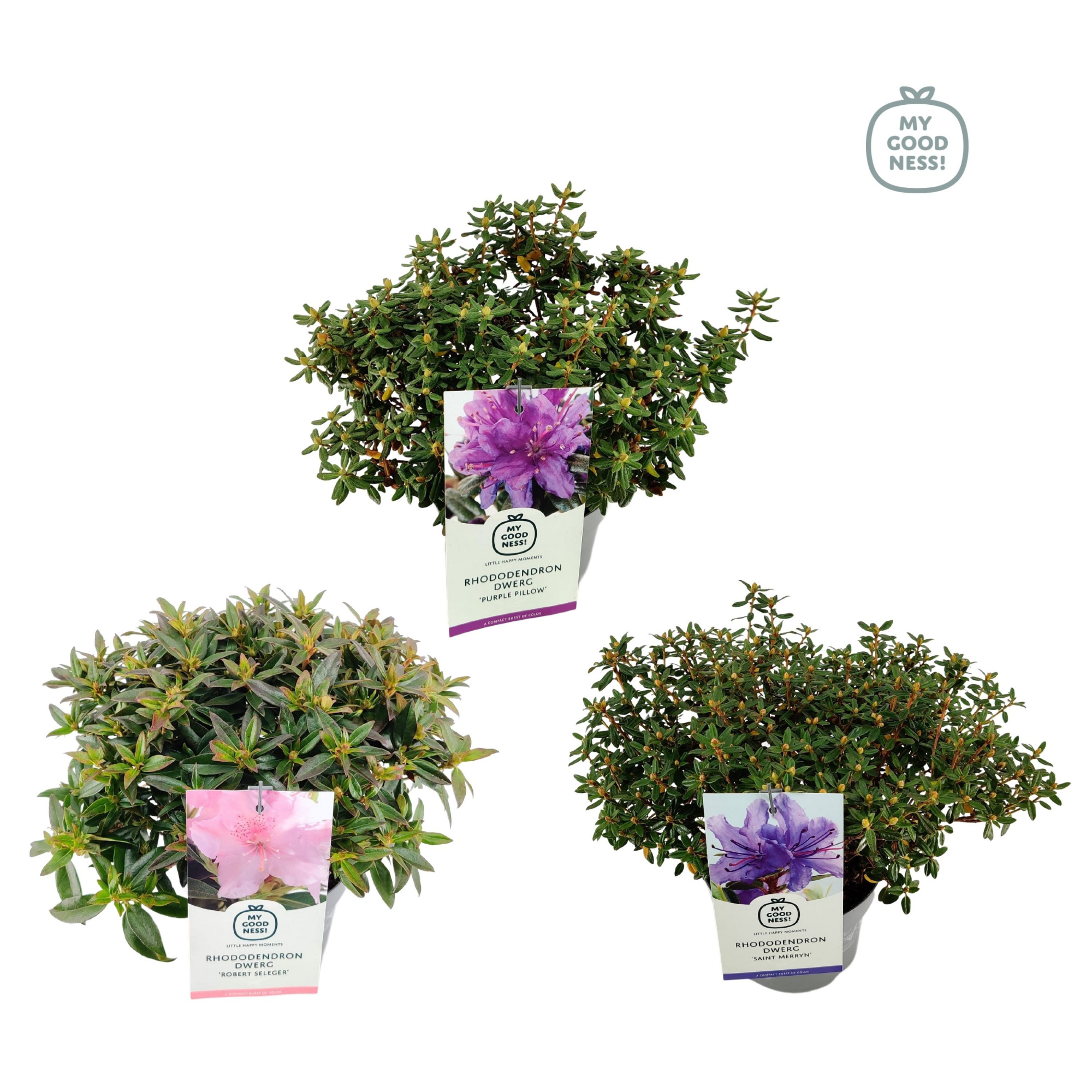 Rhododendron 30-40 /c2 liter 'Mix Laag' Dwerg, D 17