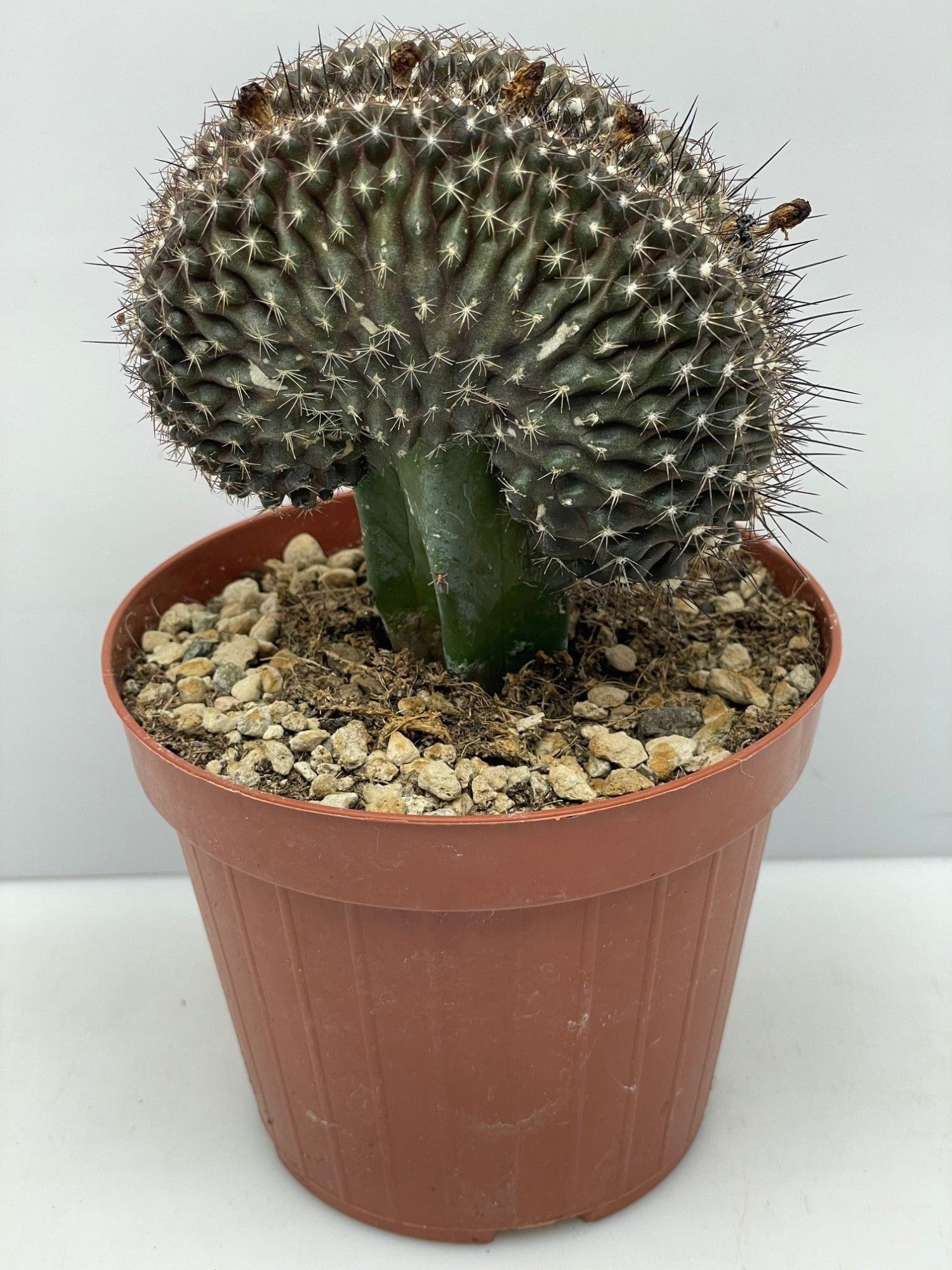 261 Cristaat 12 cm, D 12 cm