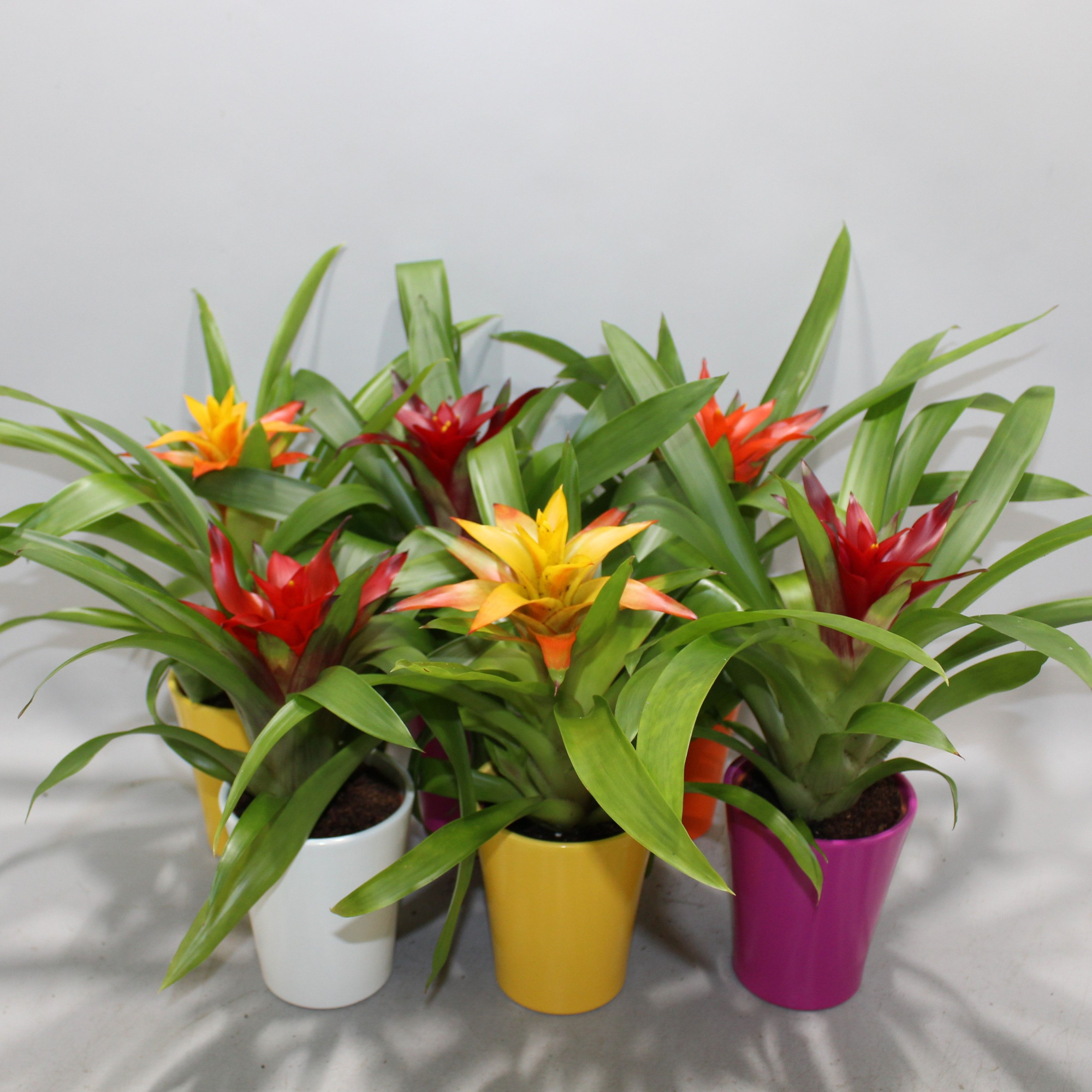 Guzmania Compact Gemengd Coco, D 9 cm