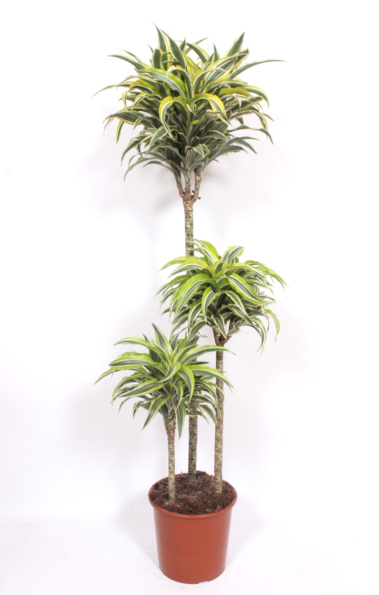 Dracaena Surprise 90-60-30, D 24 cm