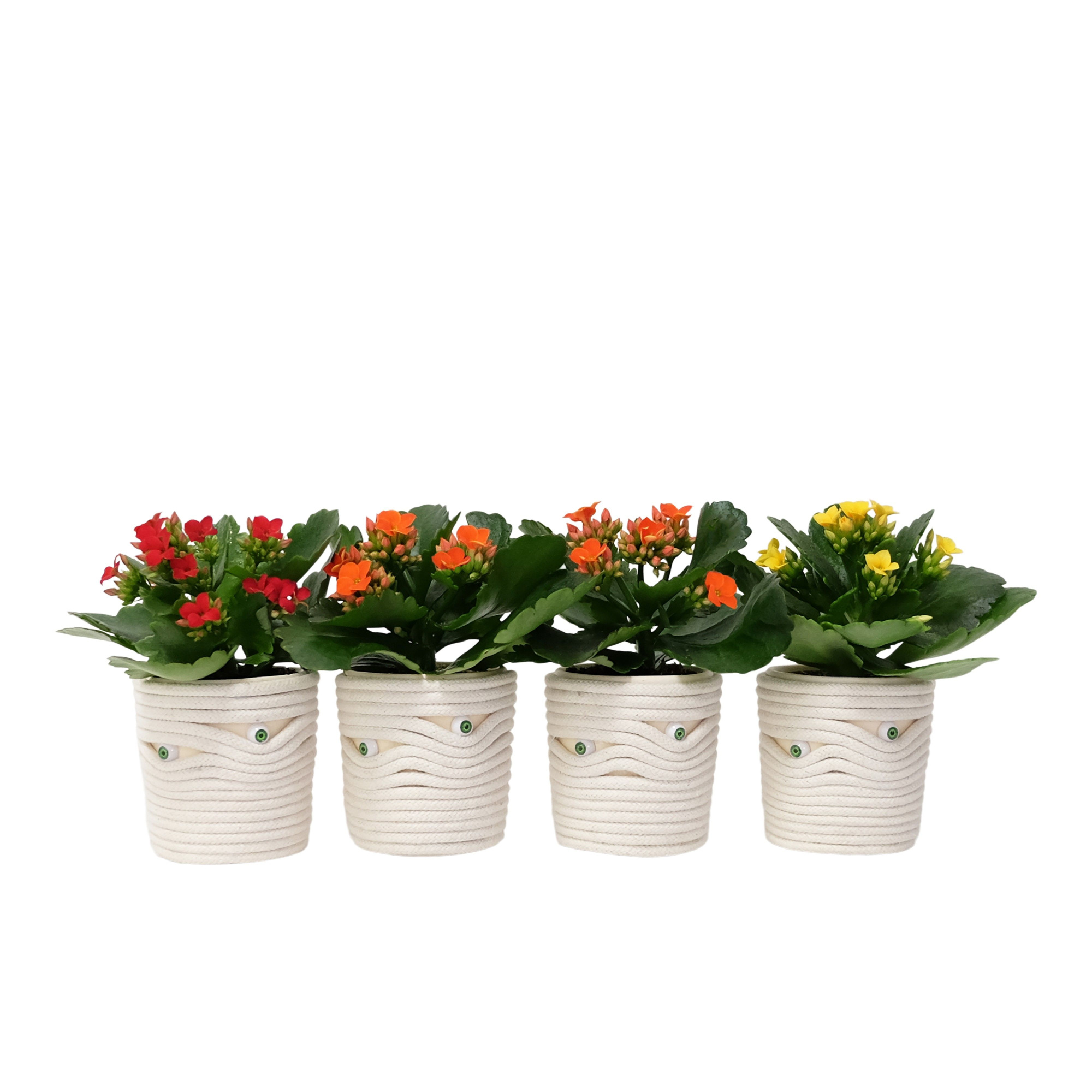 Under Wraps with Kalanchoe, D 6