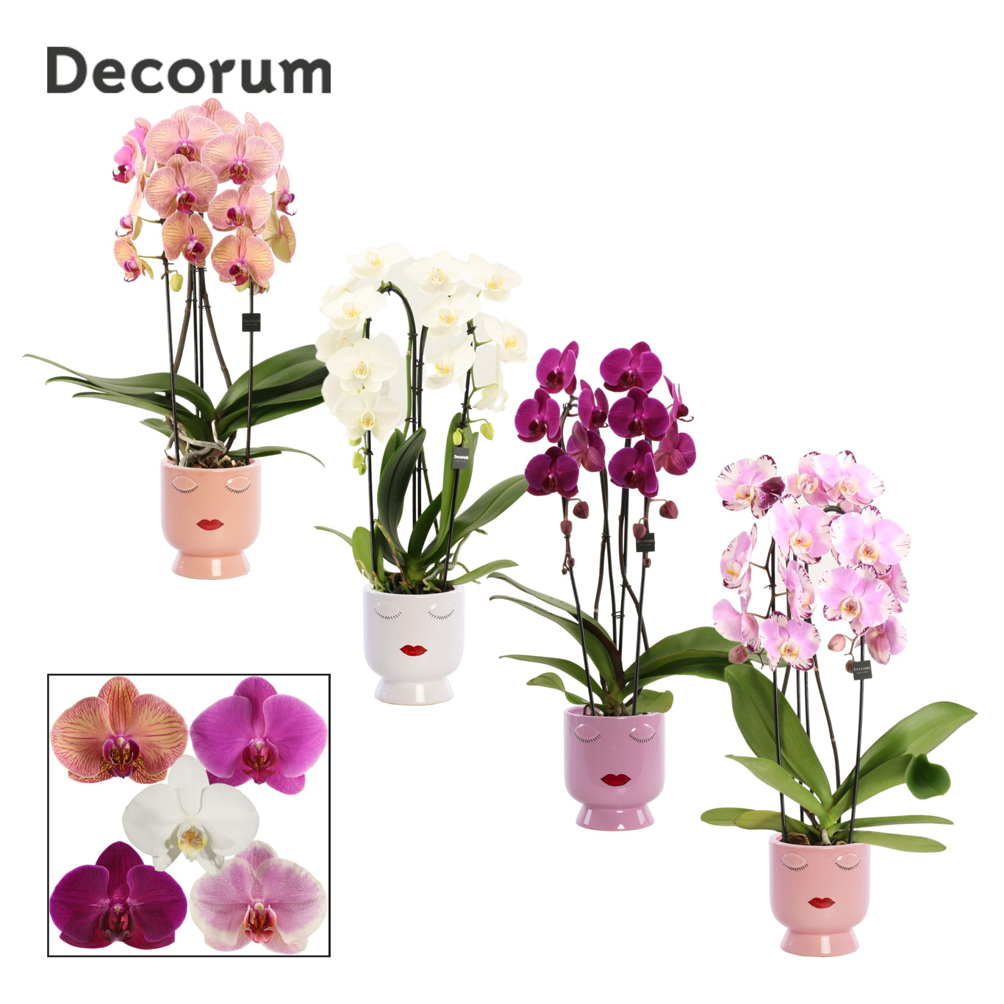 Phalaenopsis cascade 2 tak mix in Dua Lipa (Party Love-collect.), D 12 cm