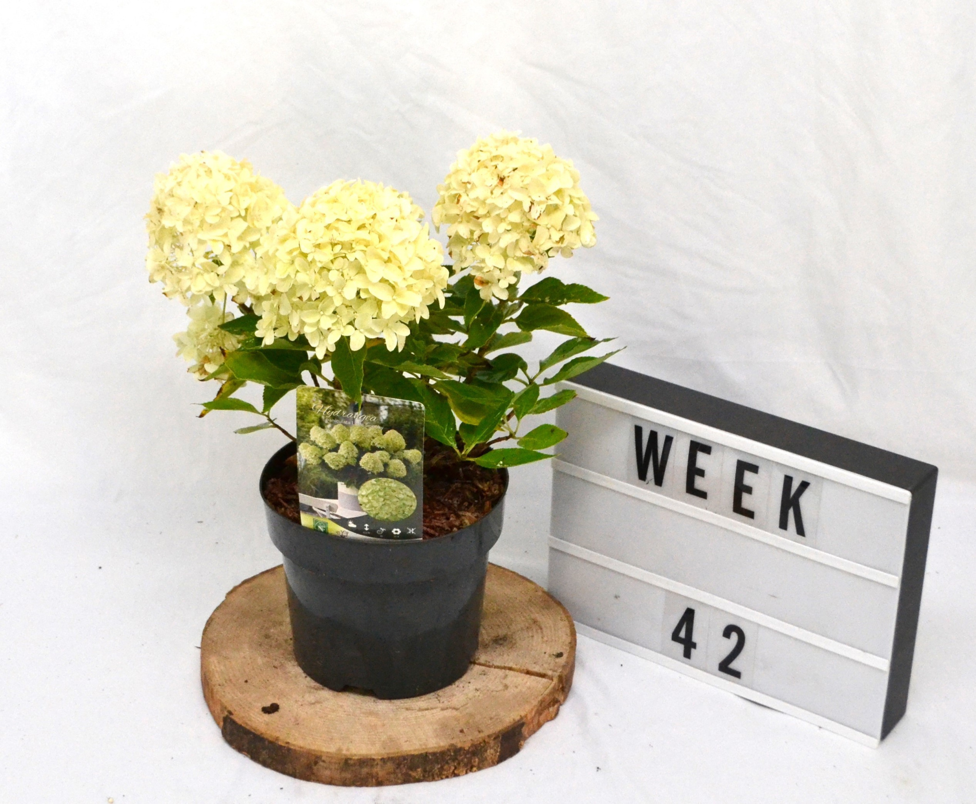 Hydrangea paniculata Little Spooky C3, D 19 cm