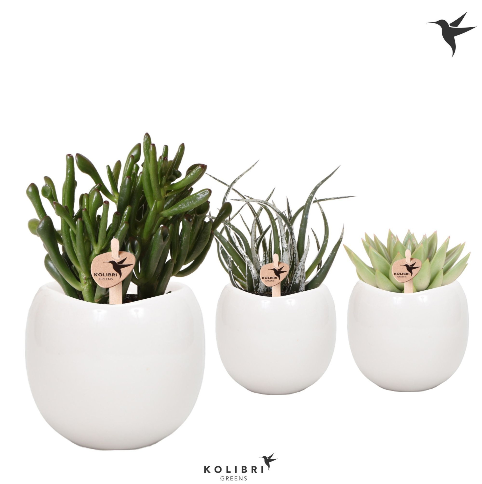 Kolibri Greens Succulenten mix in Bowl pot white, D 9