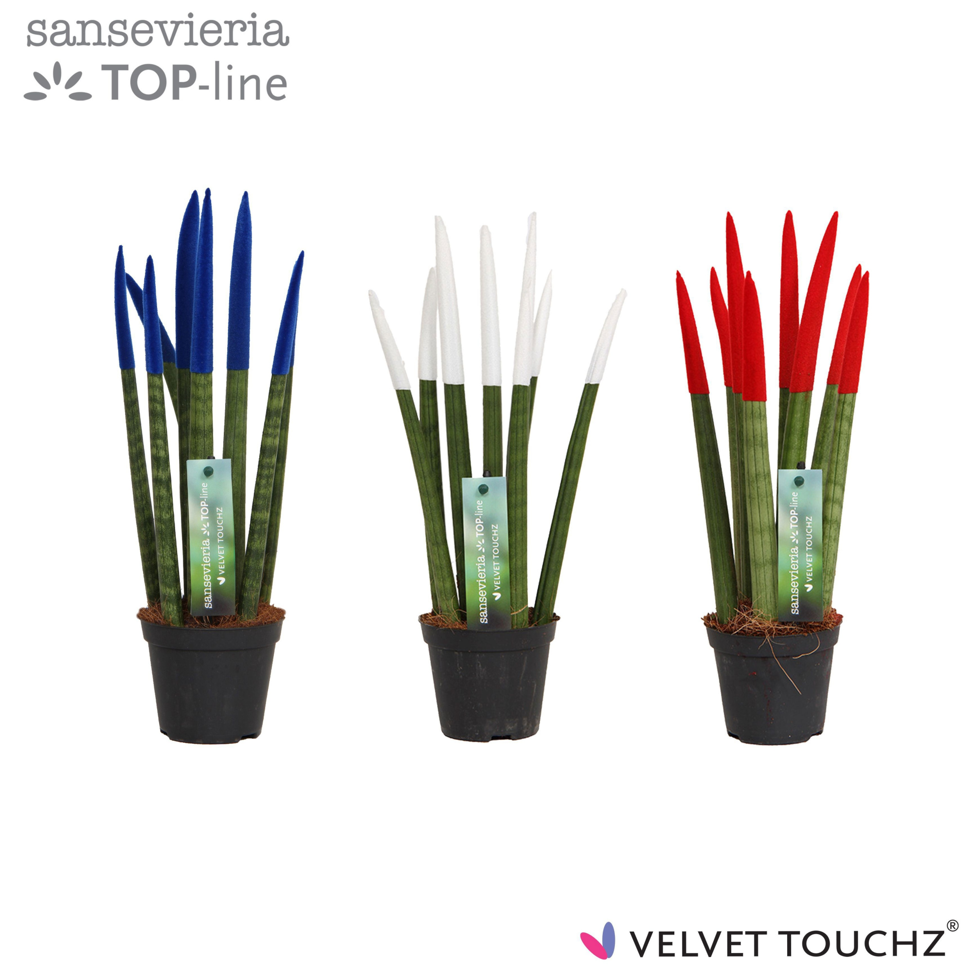 Sansevieria VELVET TOUCHZ® Frankrijk/Nederland, D 8,5