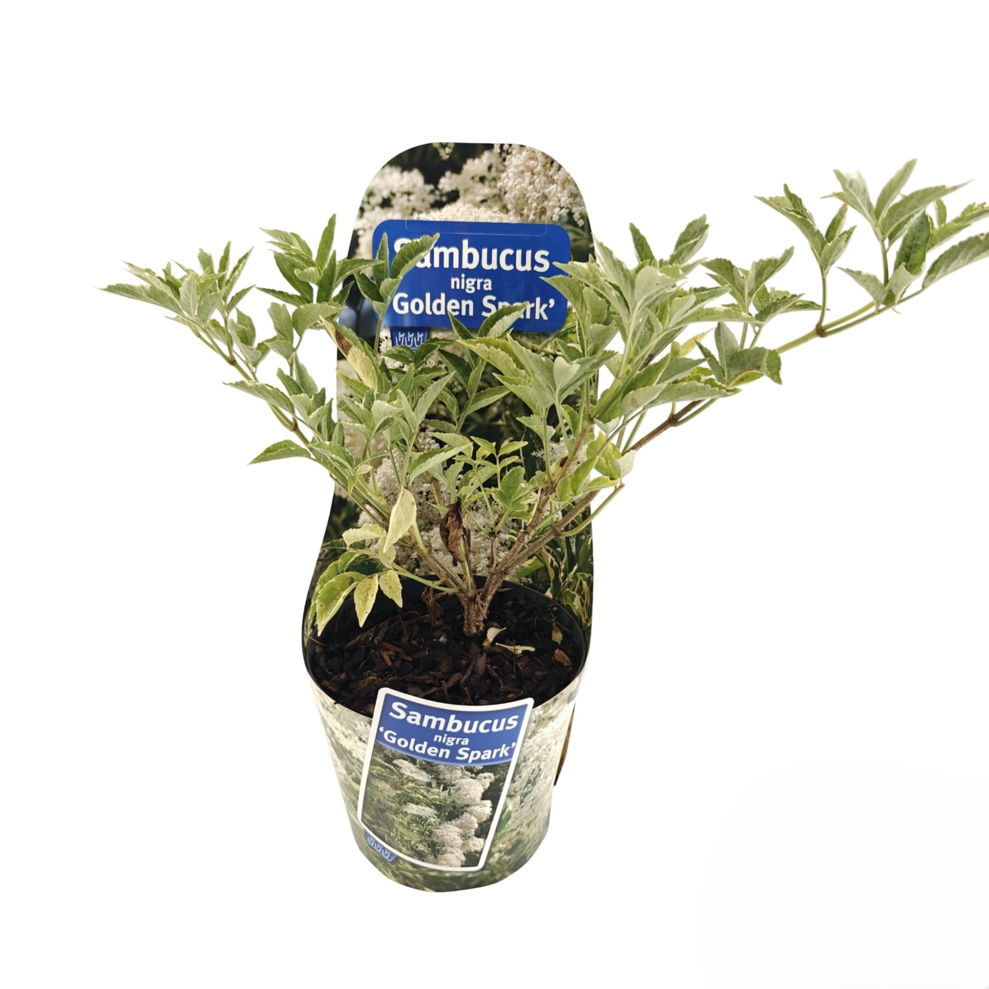 Sambucus nigra Golden Spark' (Alcsam) (in potcover), D 17 cm
