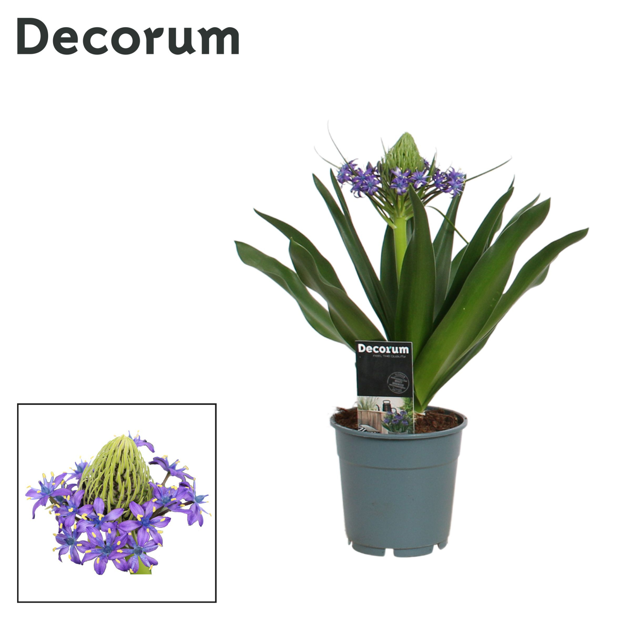 Scilla Peruviana (Decorum), D 12