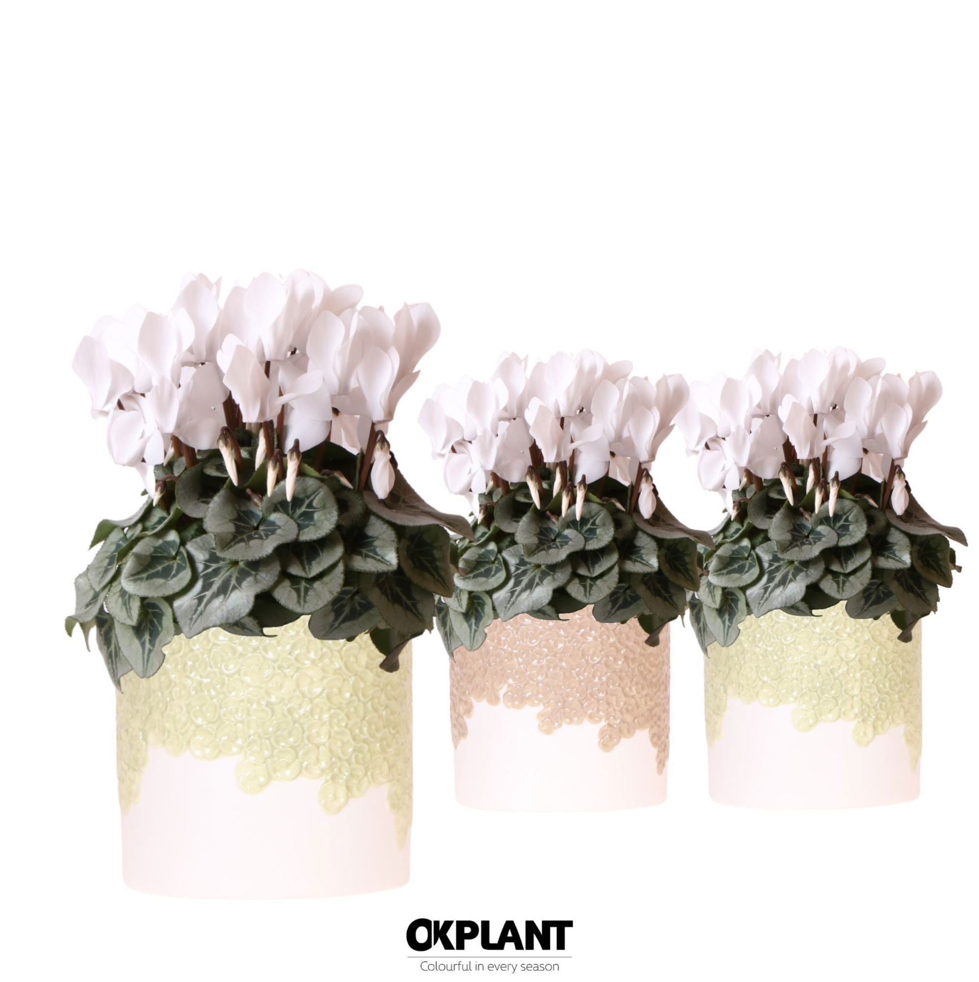 Cyclamen Rembrandt white in Bloom pot sand mix, D 12 cm