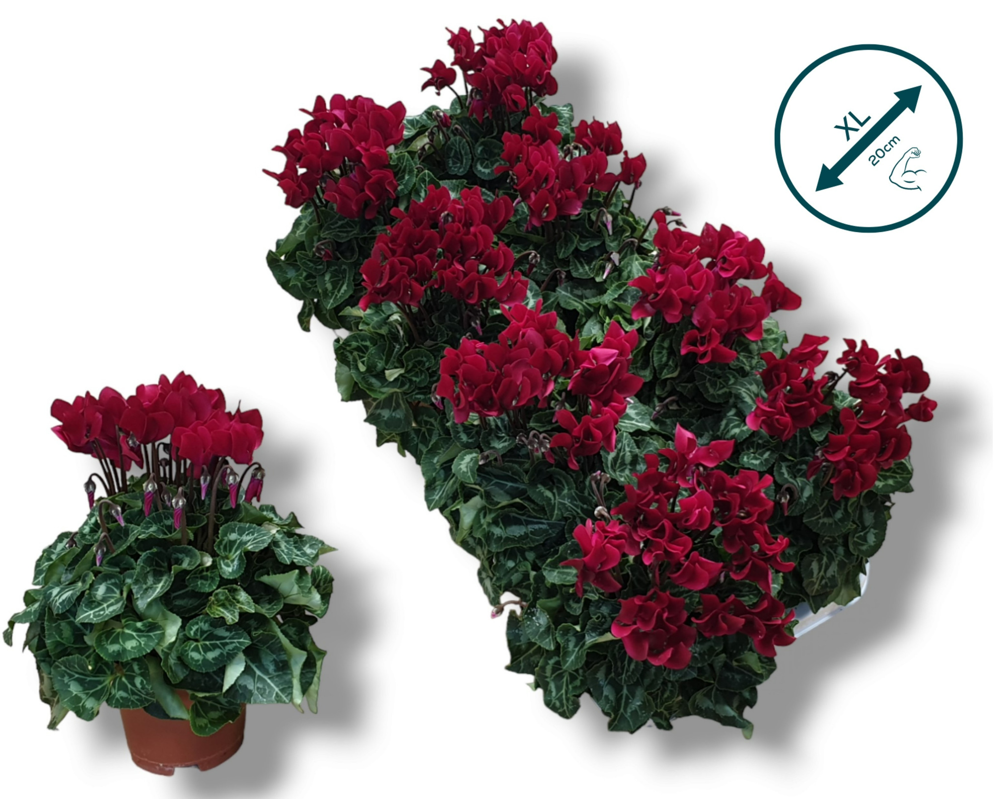 Cyclaam-WIJNROOD, D 10,5 cm