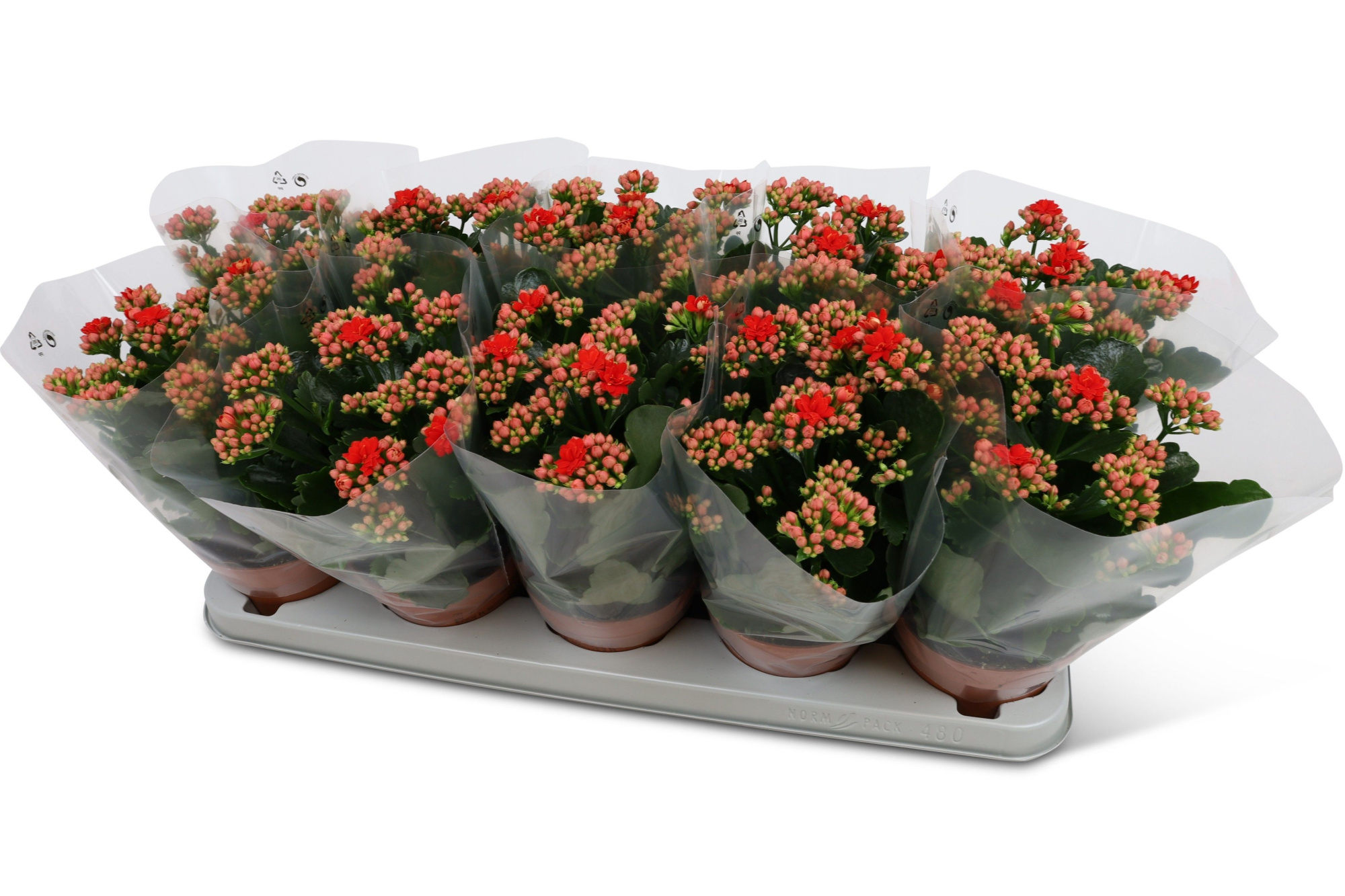 Kalanchoë Perfecta Red Blanco hoes, D 12 cm