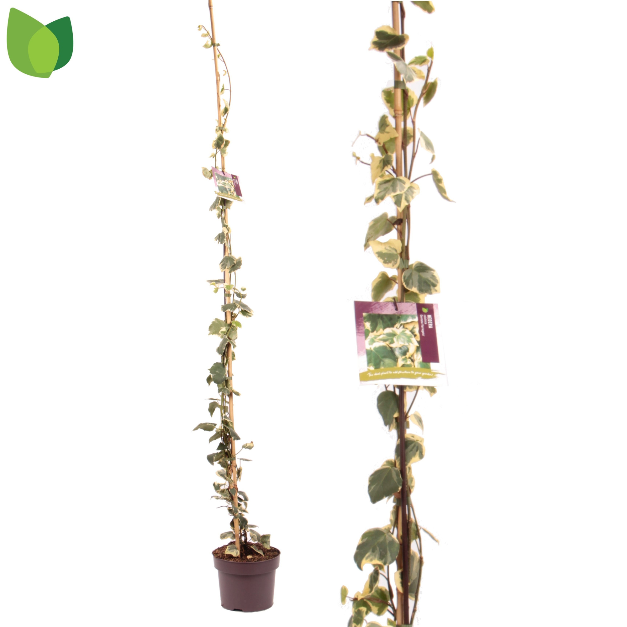 Hedera colchica 'Dentata Variegata' C5/P23, D 23