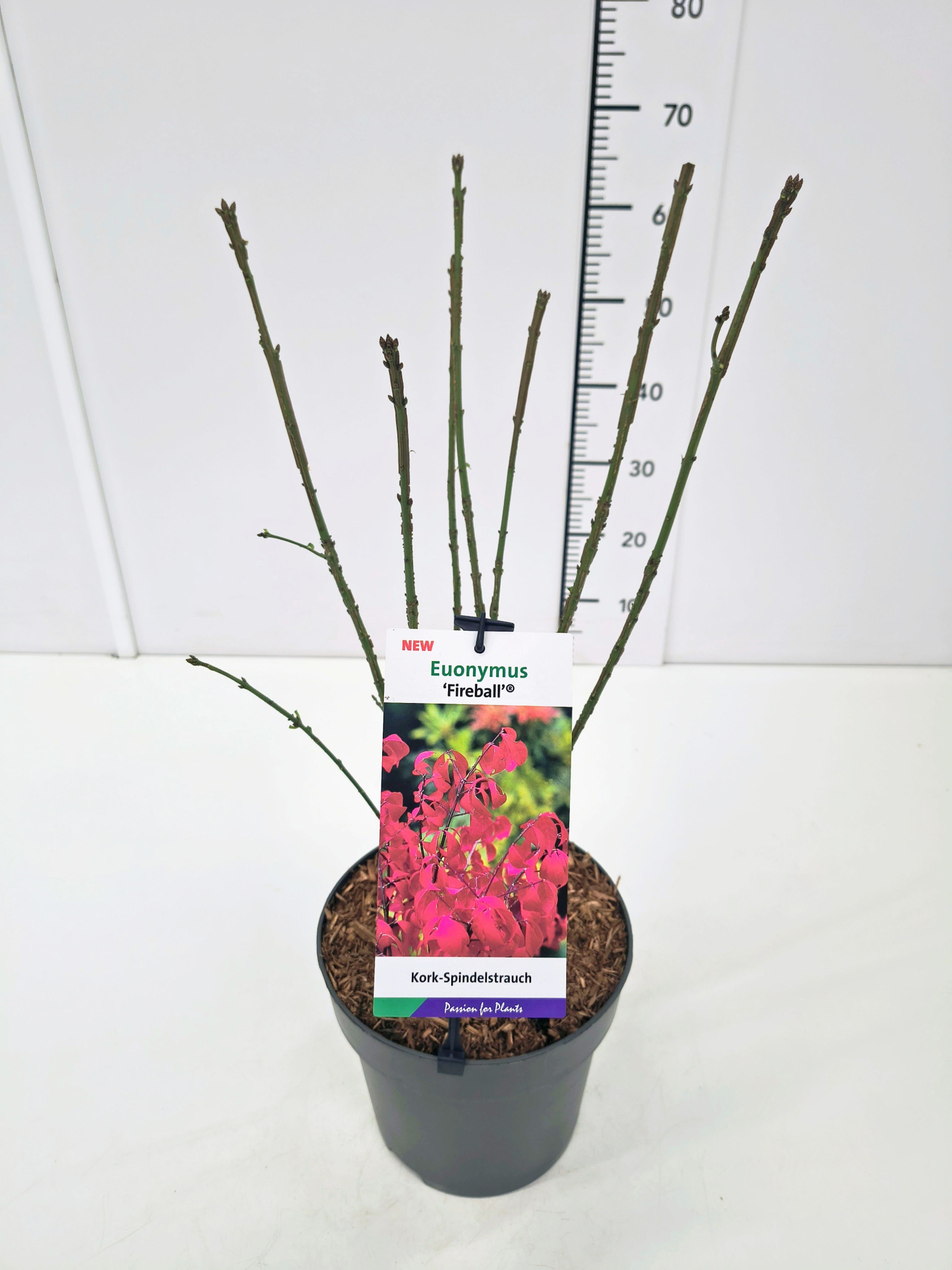 Euonymus alatus 'Fireball' 30-40C5, D 23