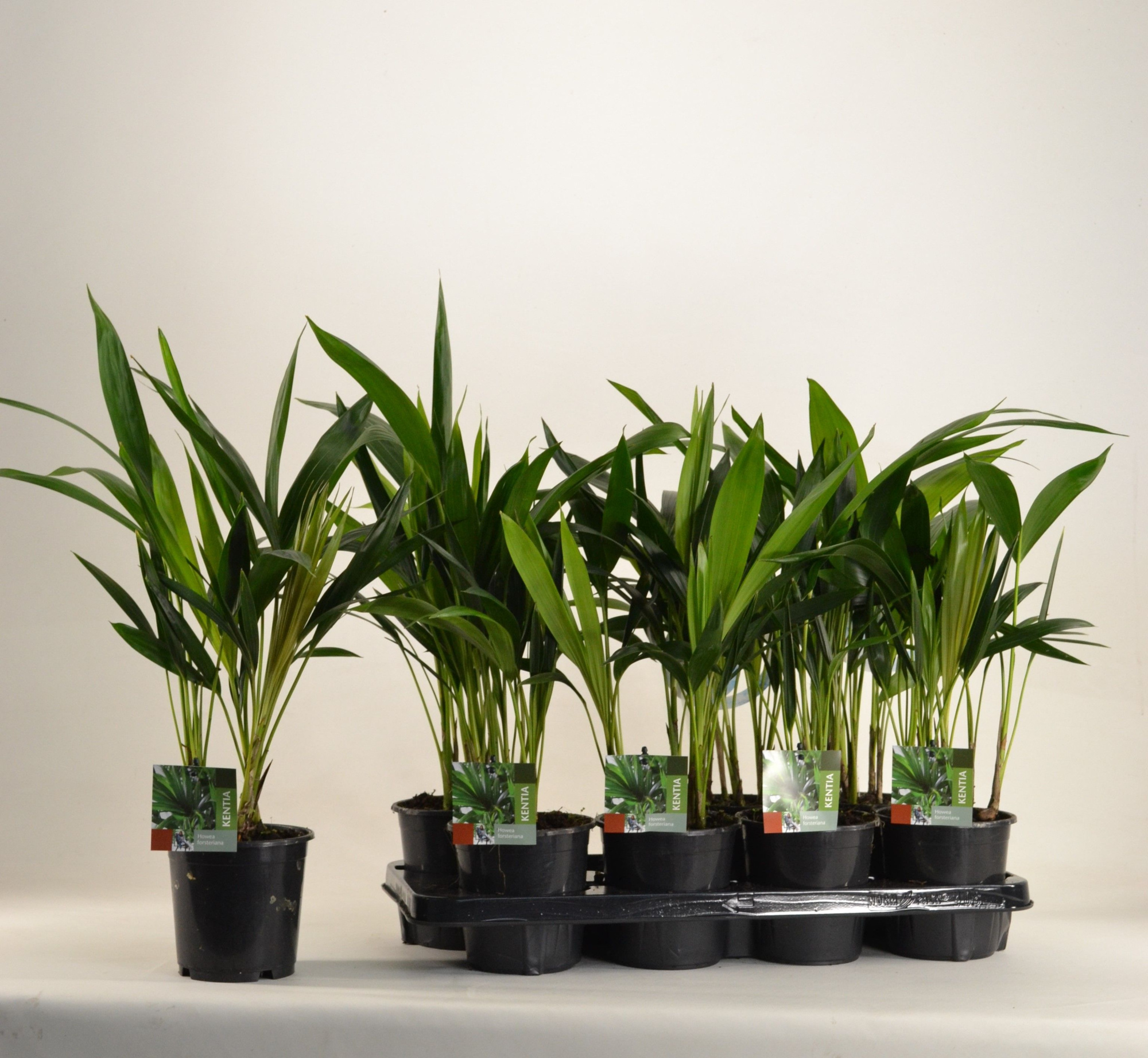 KENTIA - P13 H50 - 6PP (Howea forsteriana), D 13