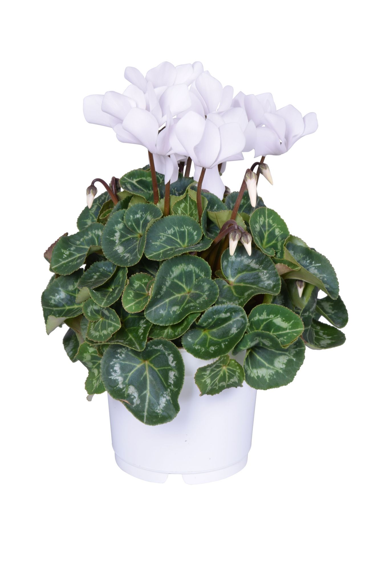 Cyclamen Super Serie Allure in Ton sur Ton kweekpot wit, D 12 cm