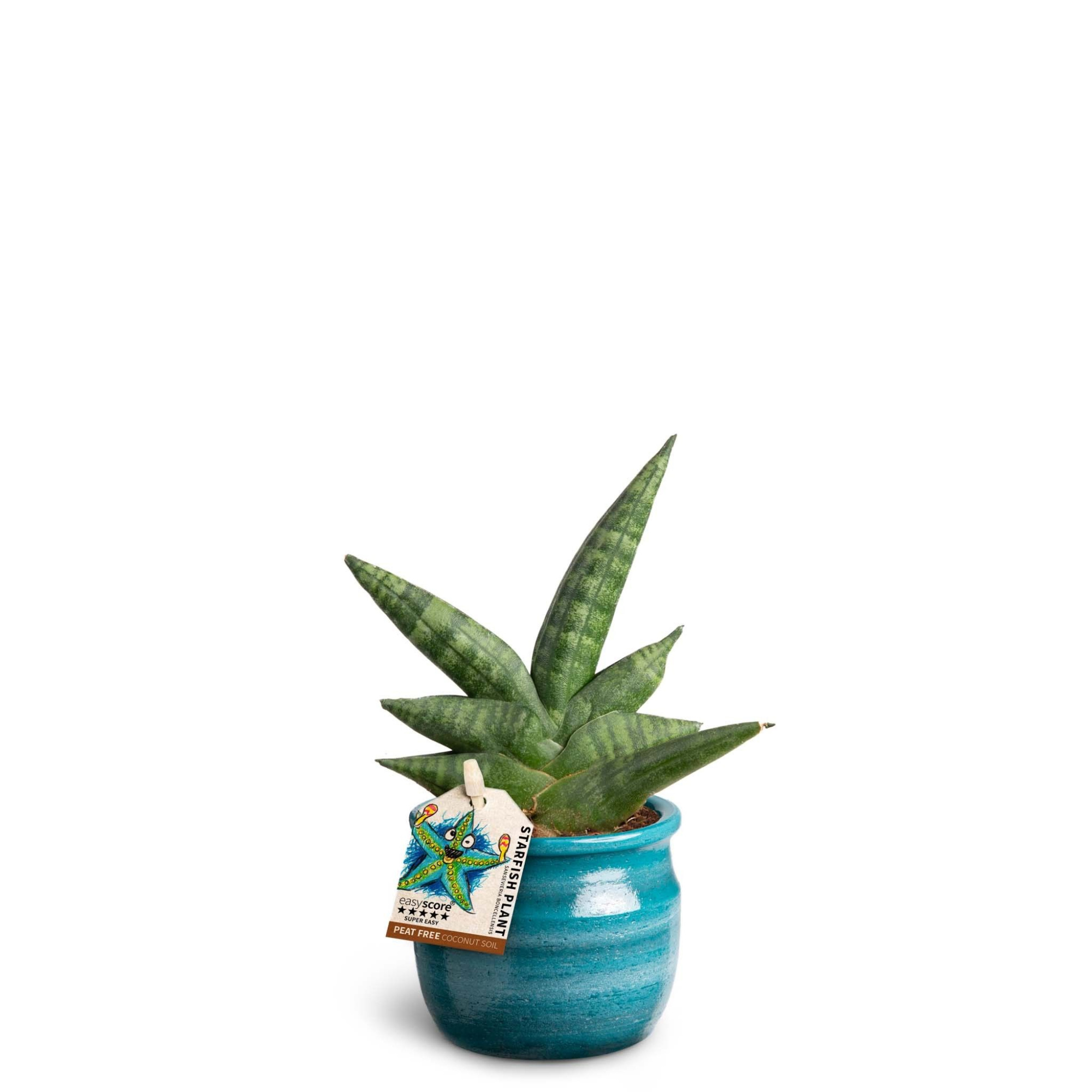 Maceta Teal, Boncellensis, D 7 cm