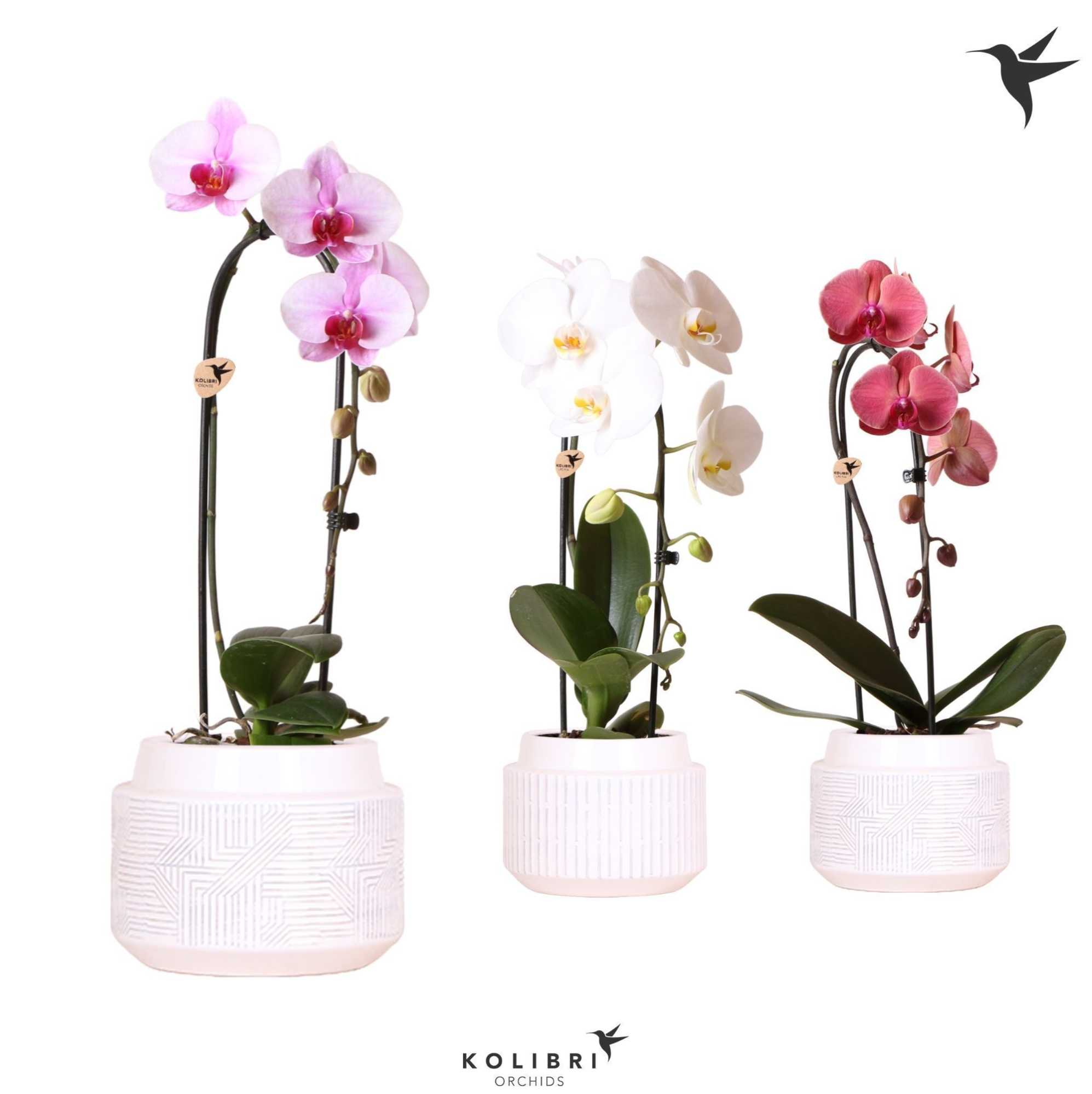 Kolibri Orchids Cascade Niagara Fall mix 1 spike in Maze pot white, D 12 cm