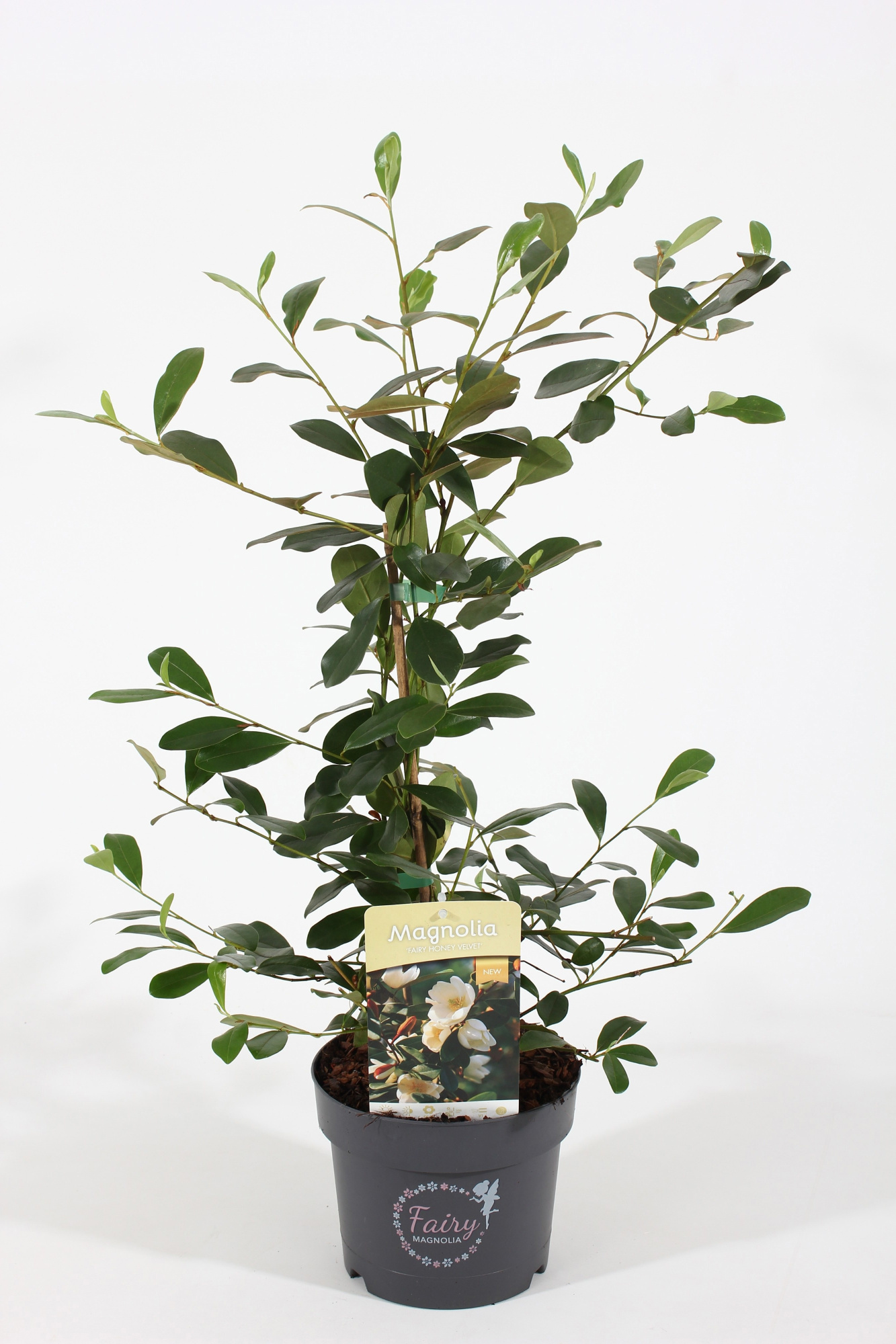 Magnolia 'Fairy'® Honey Velvet P19/C3, D 19 cm