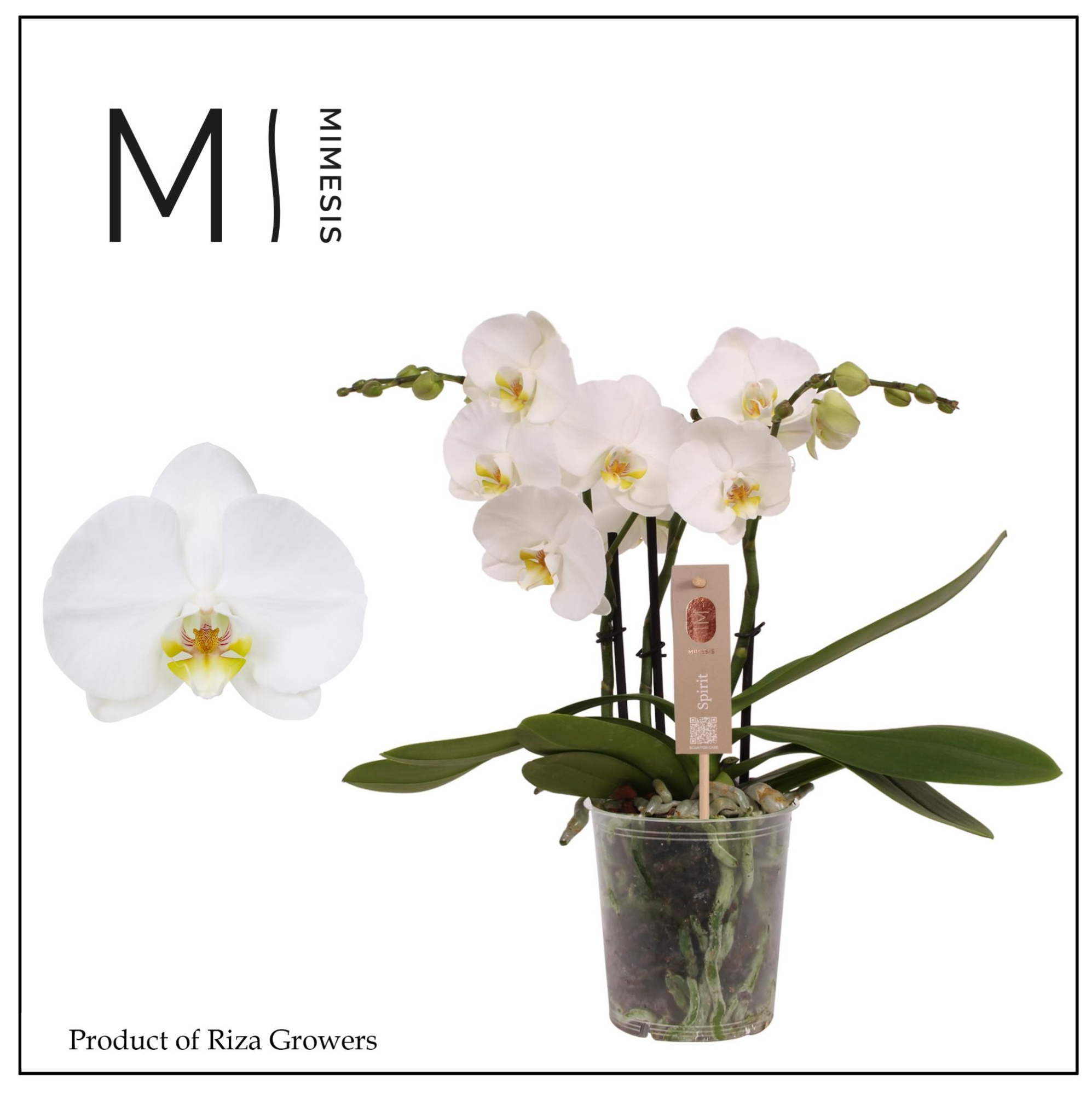 Phalaenopsis Spirit White 3 spike - 12cm | Mimesis, D 12 cm