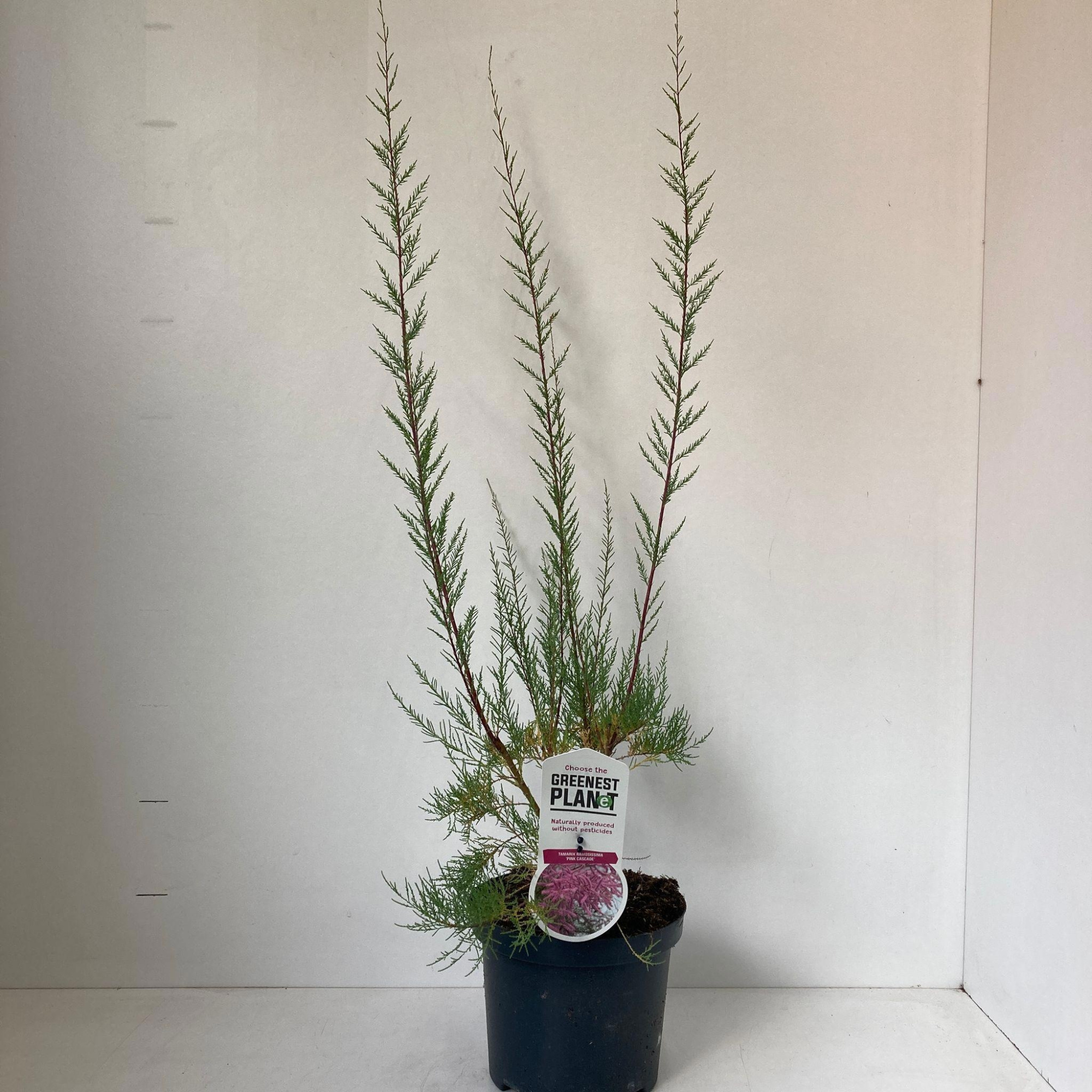 Tamarix ramosissima 'Pink Cascade', D 19 cm