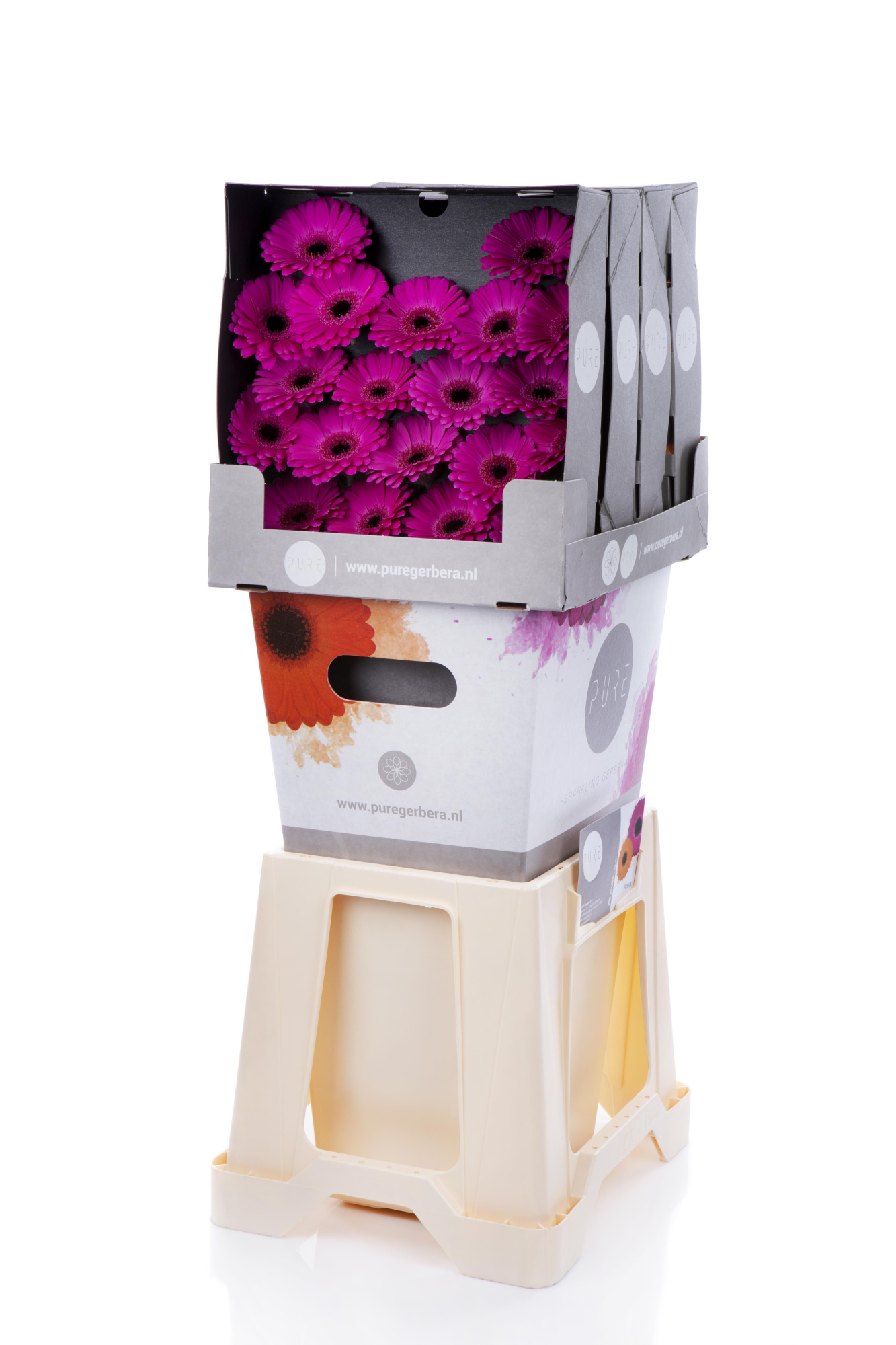 Гермини Анна, шт.