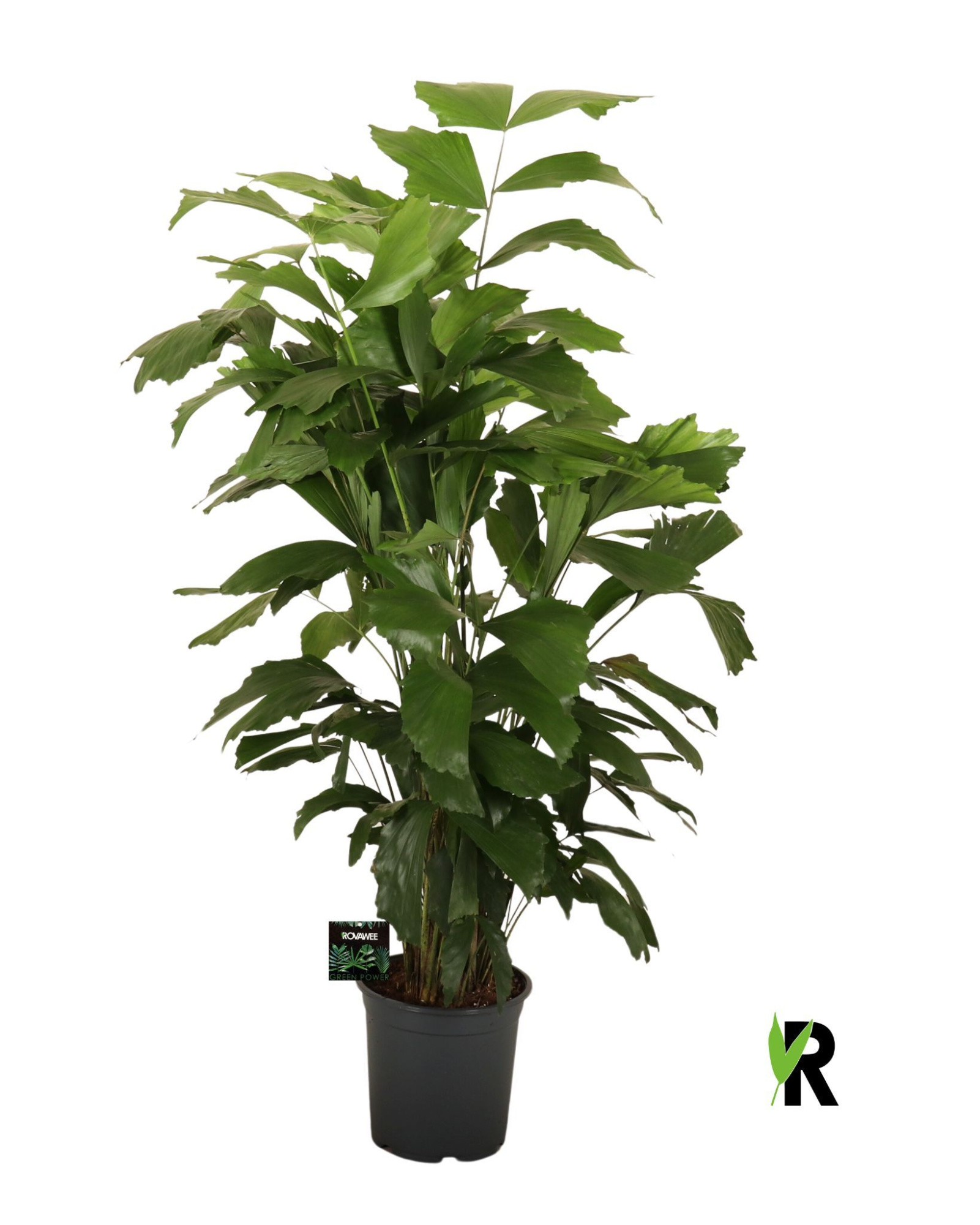 Caryota mitis, D 21 cm