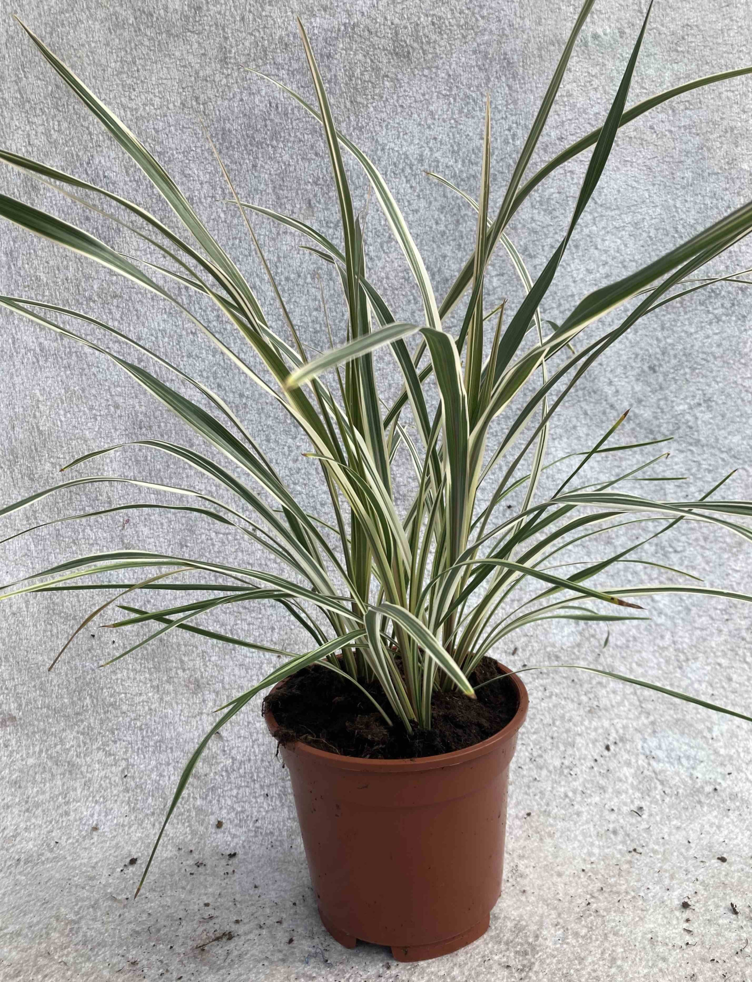 CORDYLINE AUSTRALIS 'Can Can', D 17
