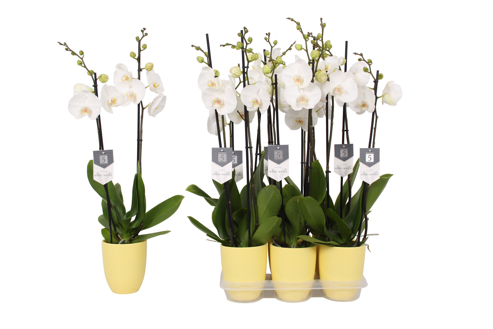 Phalaenopsis White World, 2-spike Yellow Ceramics, D 12 cm