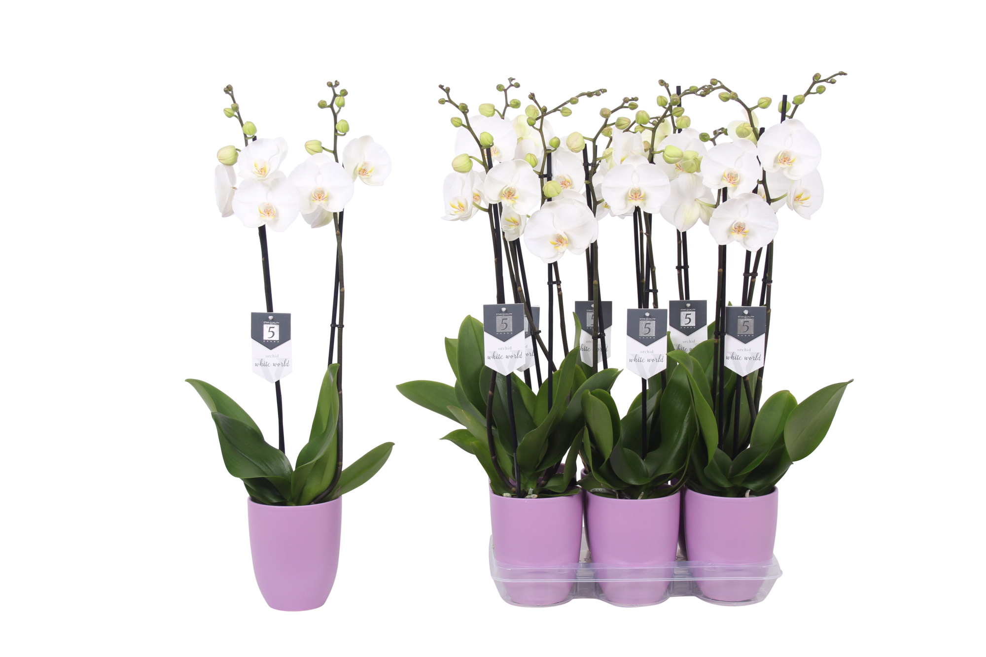 Phalaenopsis White World, 2-spike Lilac Ceramics, D 12 cm
