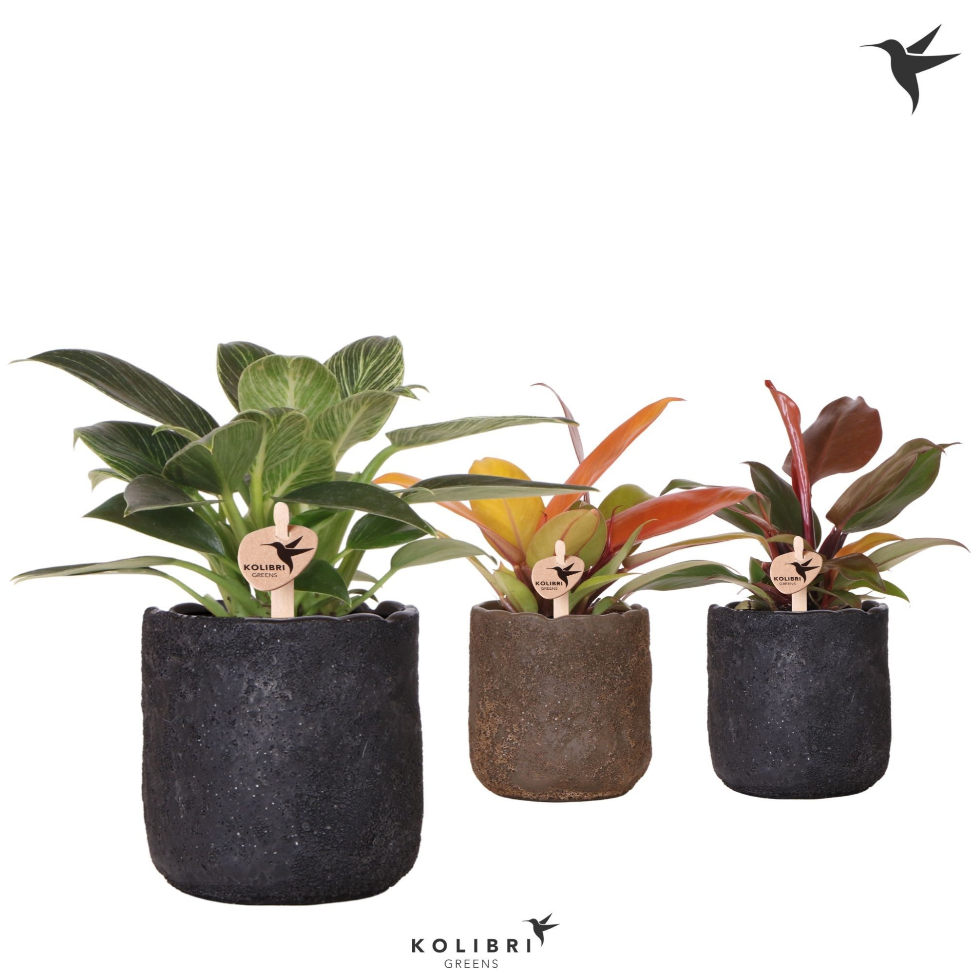 Kolibri Greens Philodendron mix in Moon pot mix, D 9 cm